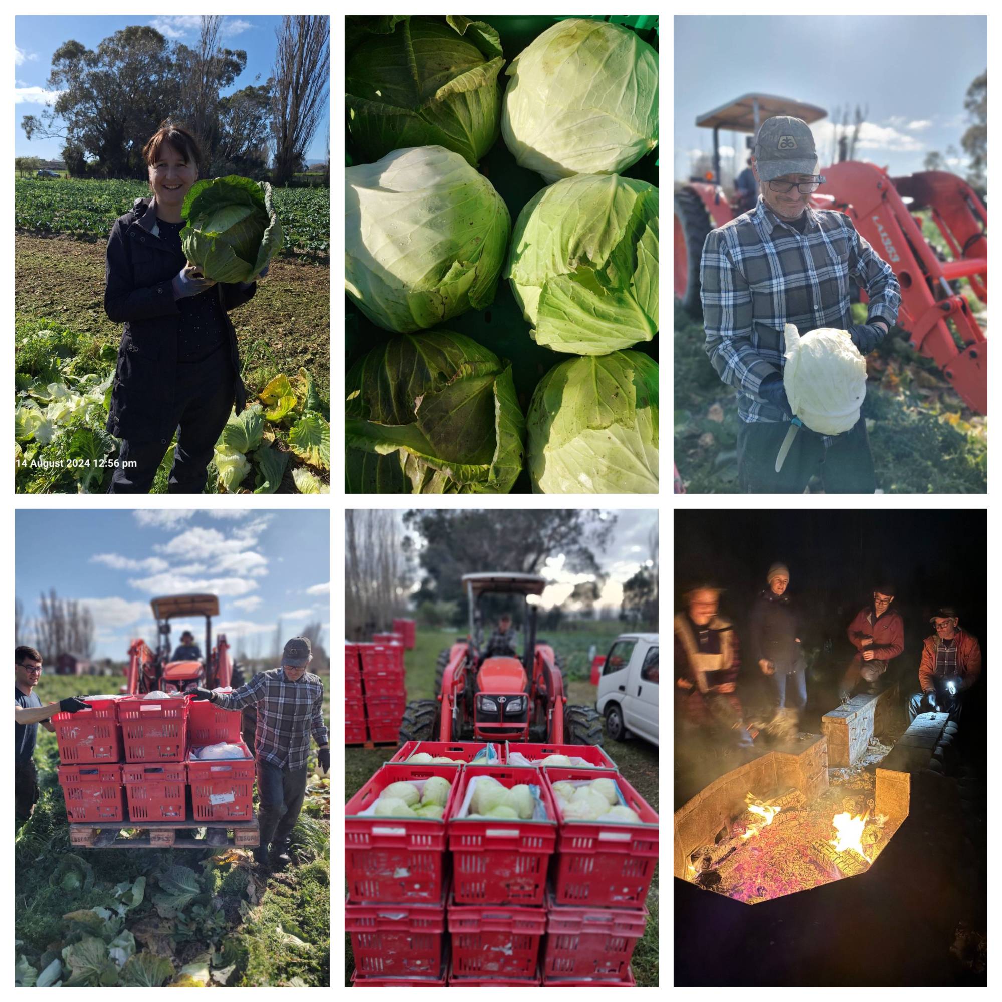 Annual Live2Give Cabbage Harvest