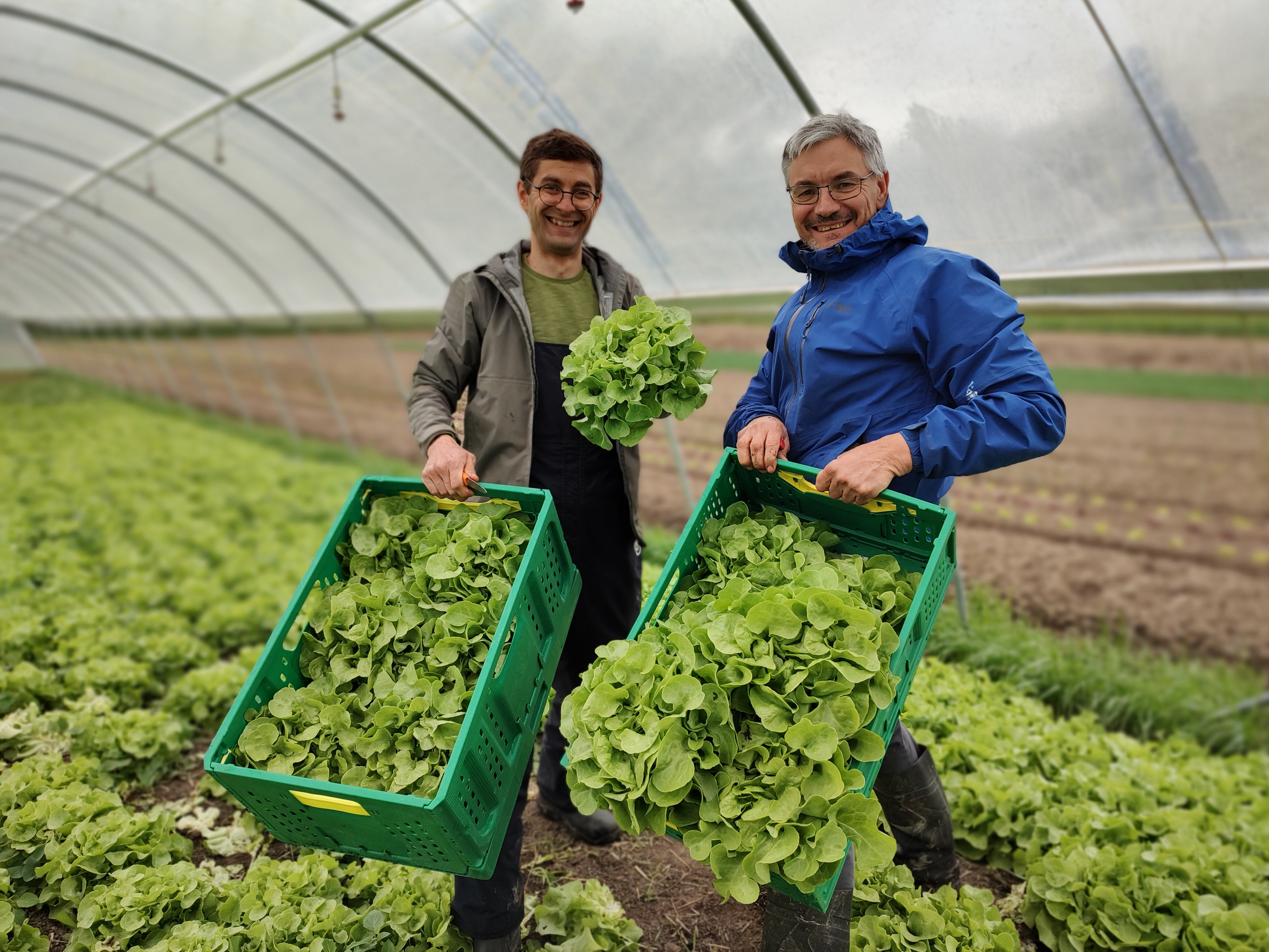 Our Organic Lettuce is Back!