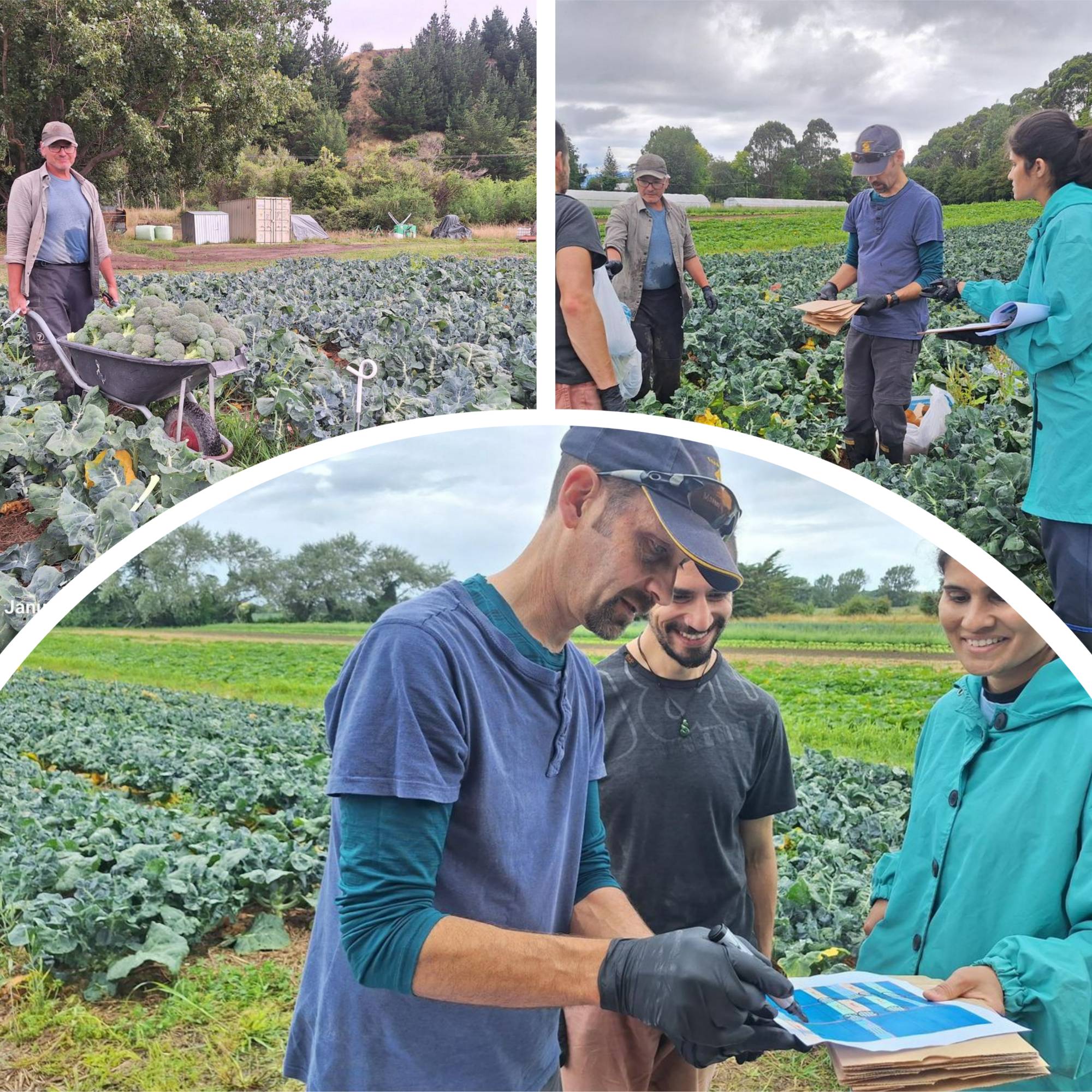 Massey University Trial Harvest! 🥦