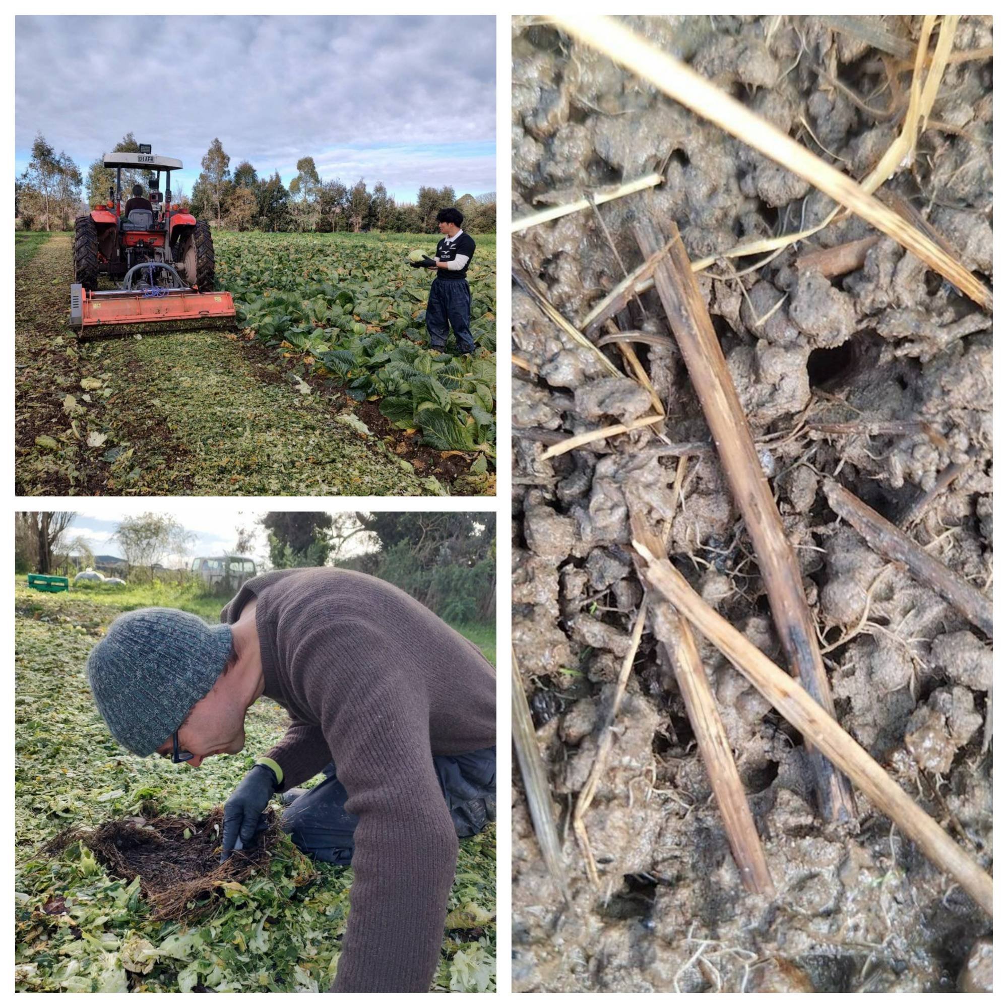 Living Soil 🪱🪱🪱