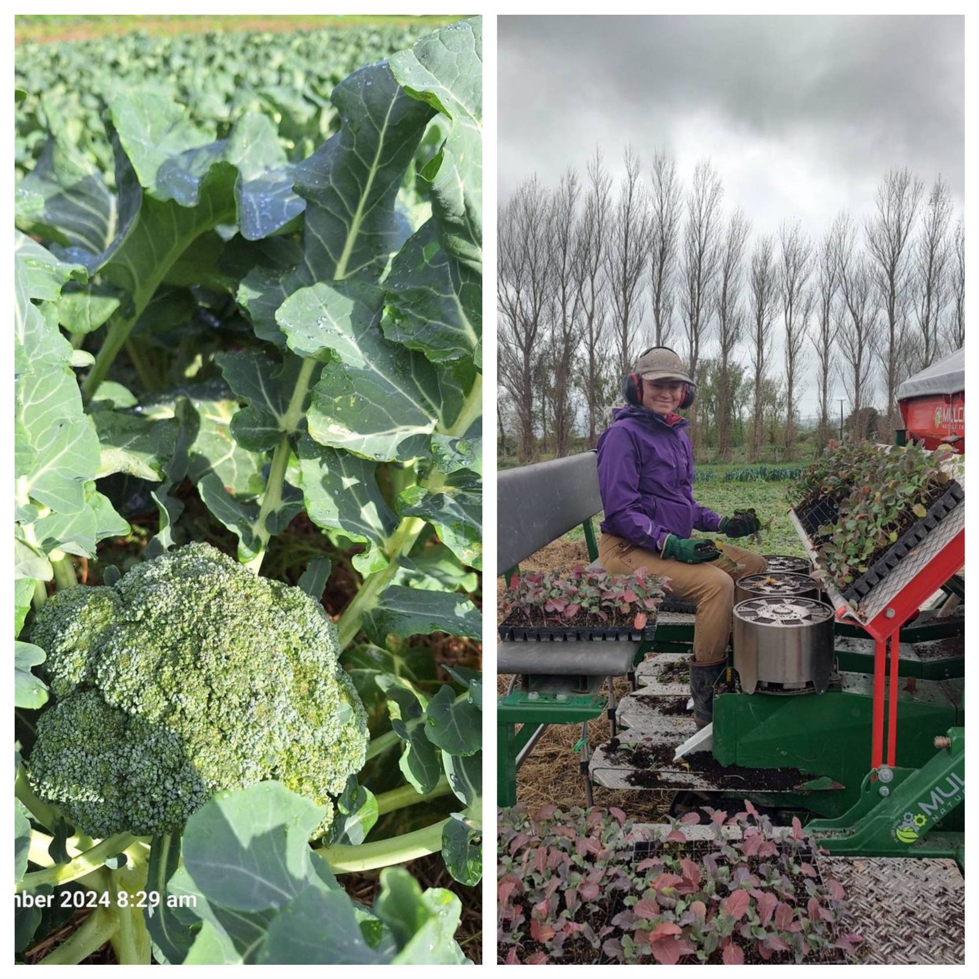 Live2Give Broccoli is Back!