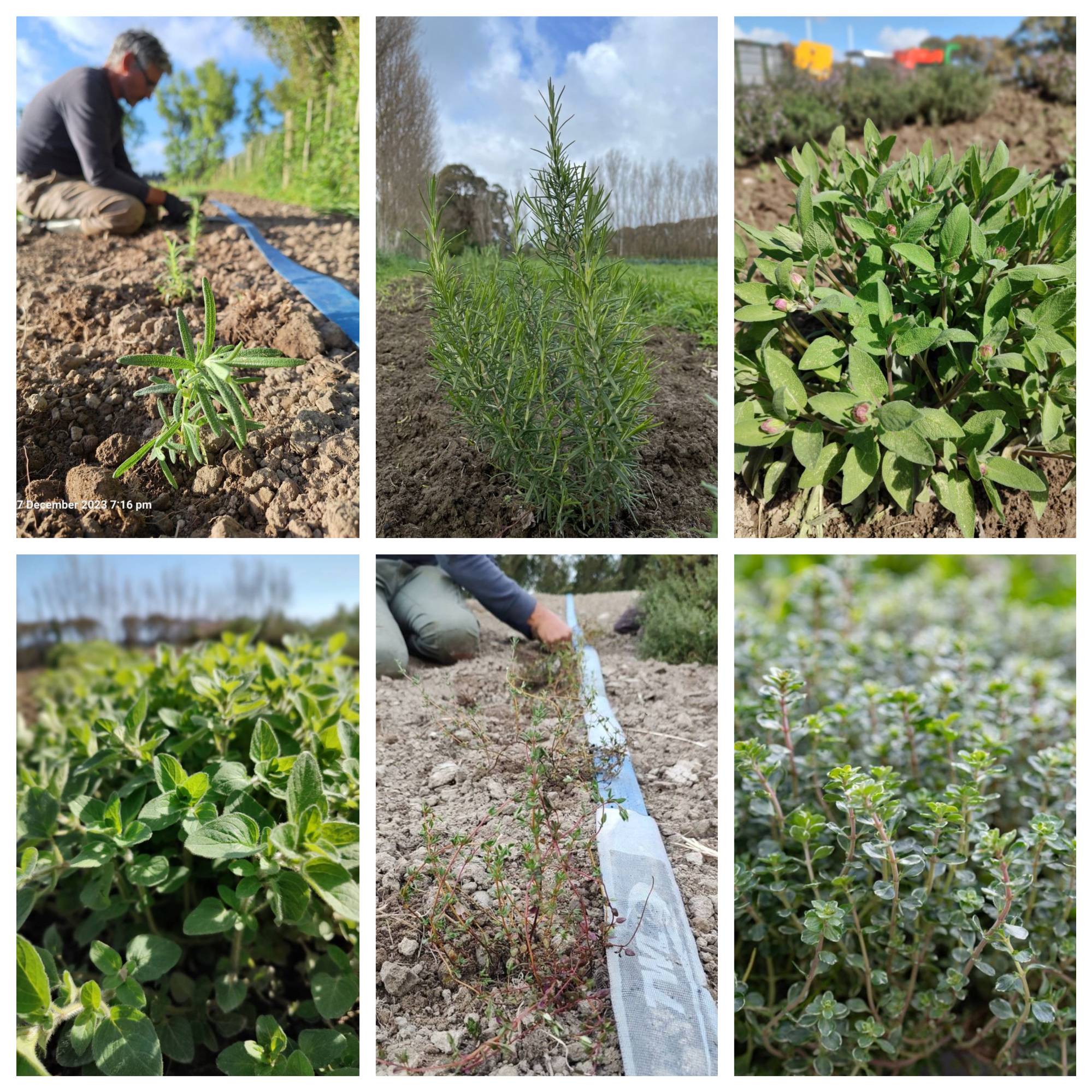 Add Flavour to Your Dishes using Live2Give Culinary Herbs!