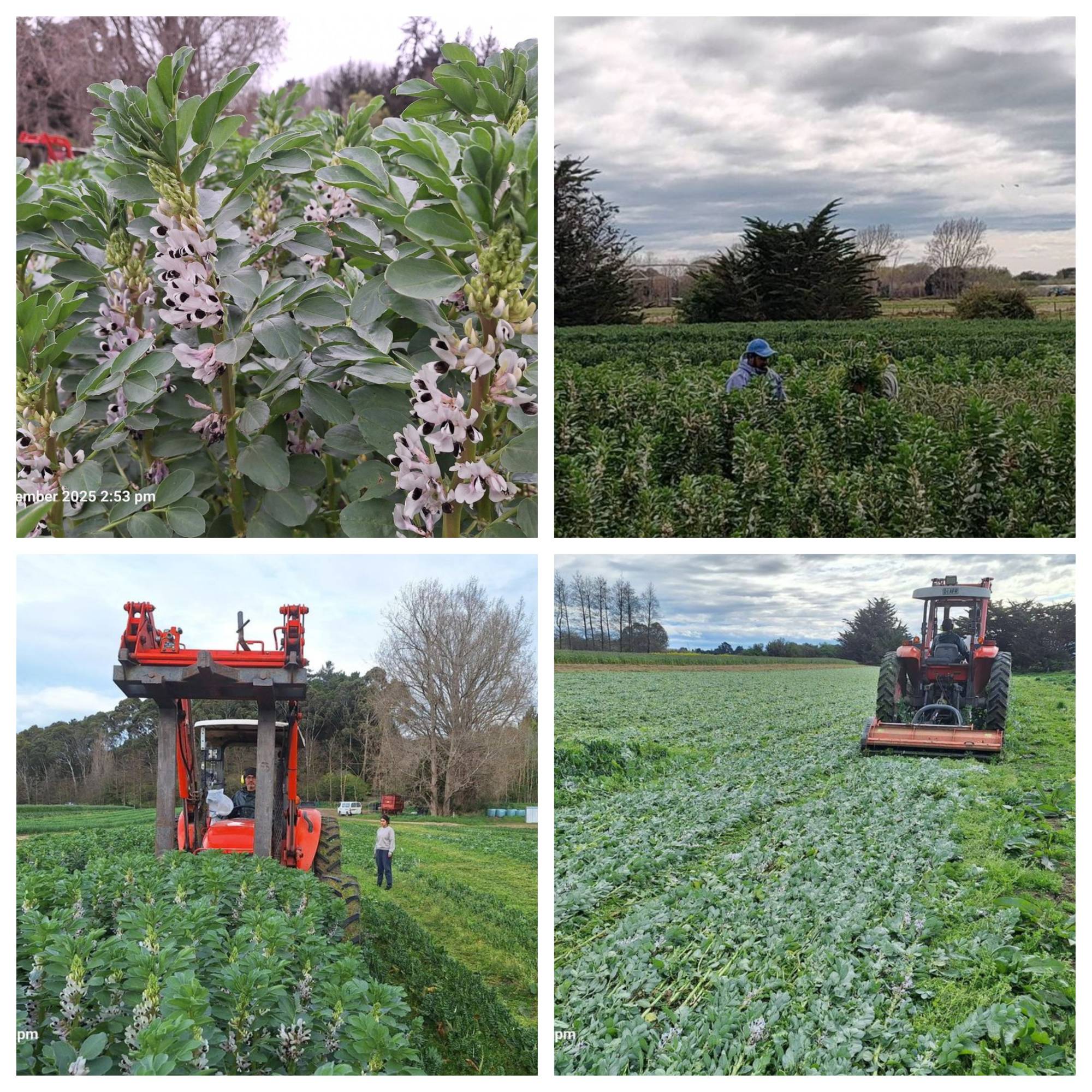 Massey University Trial Update 🔍