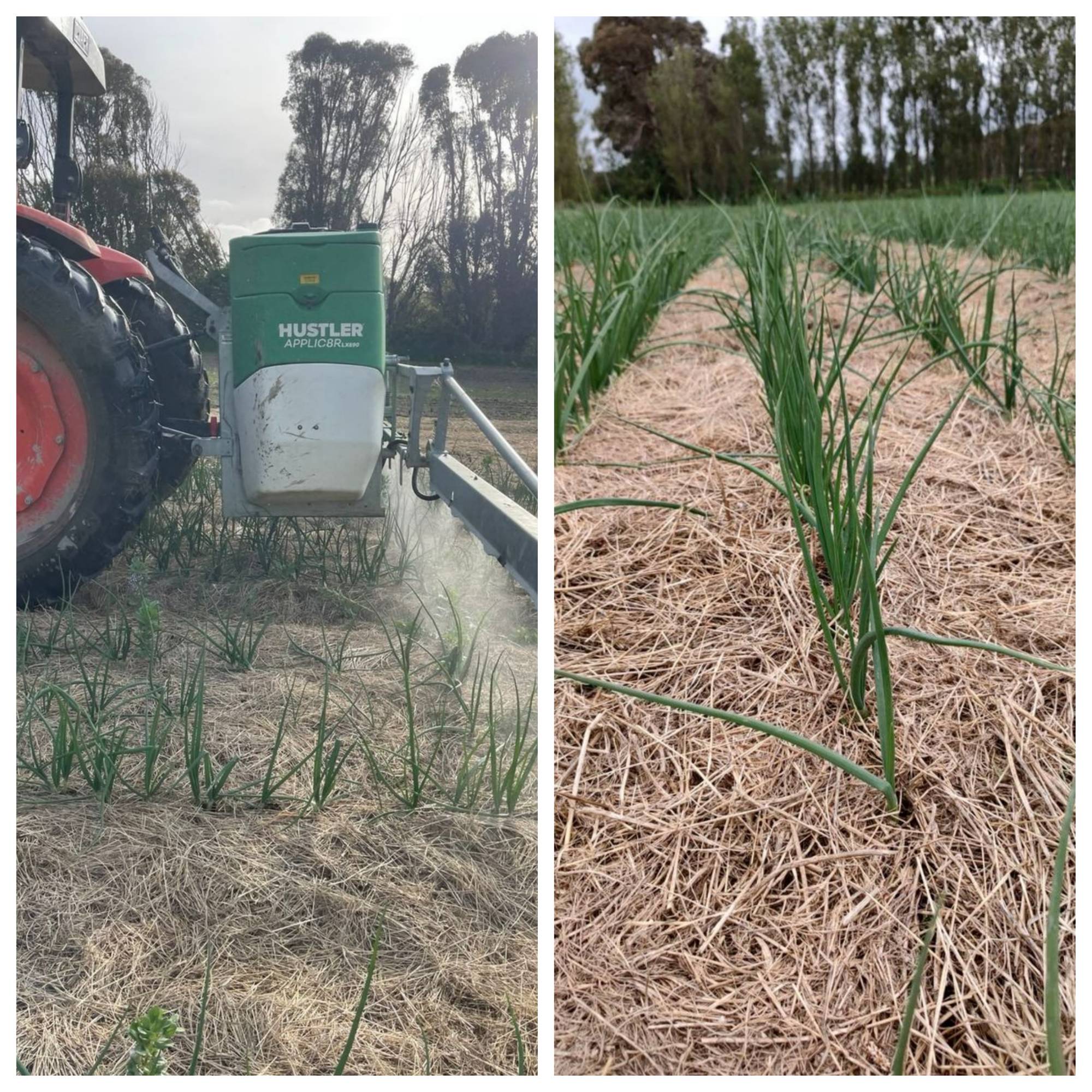 Live2Give Onion Update