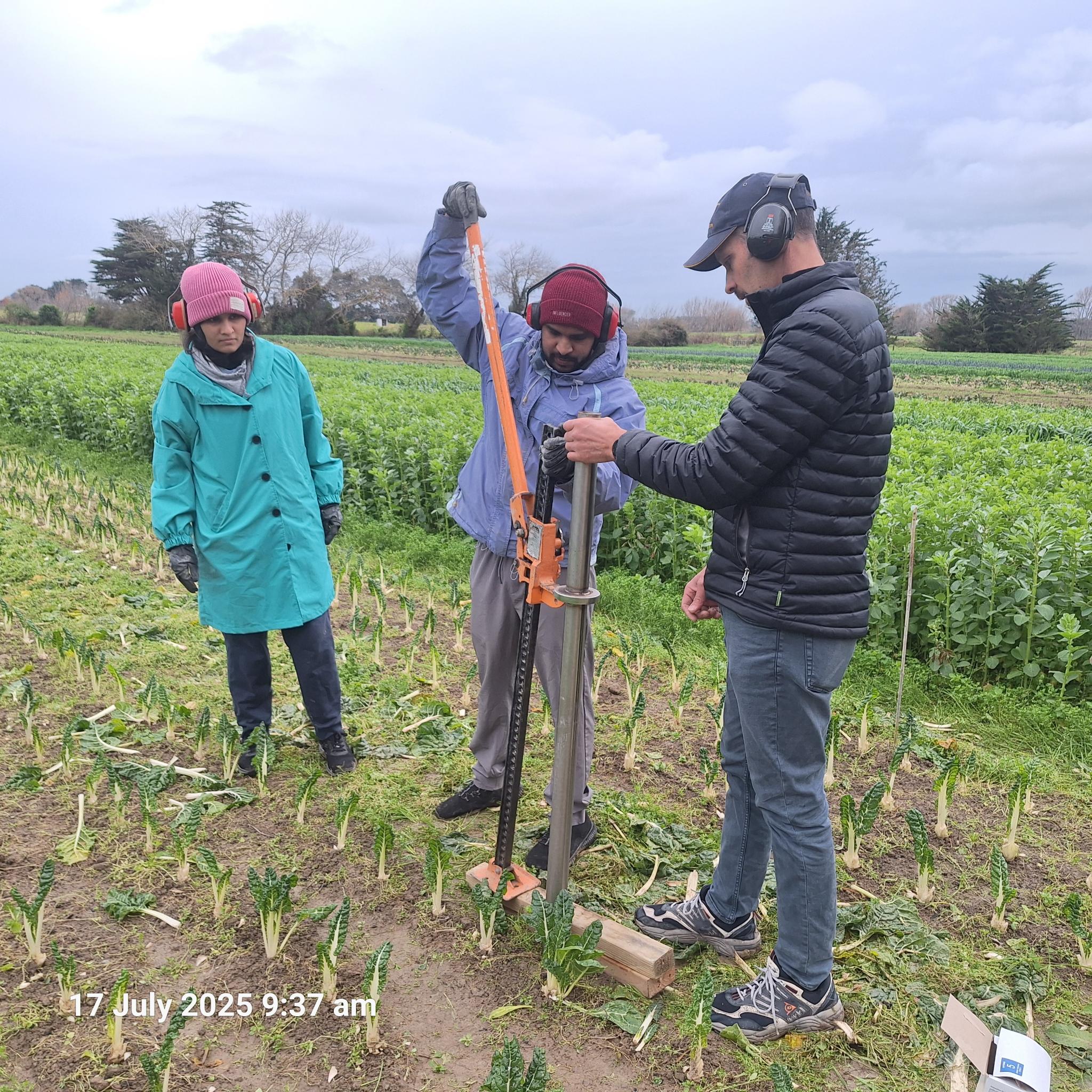 Massey Cover Crop Research Update 🌱