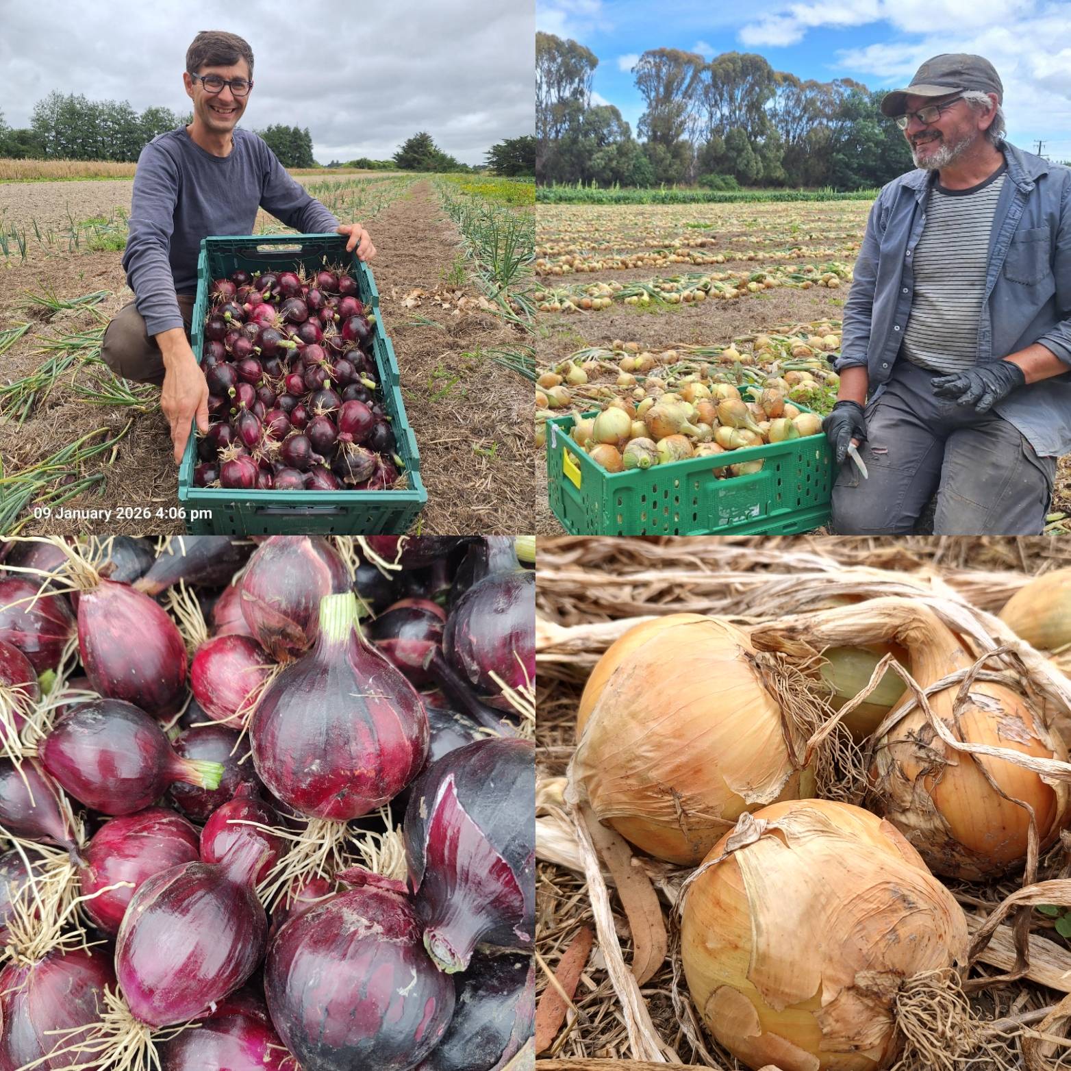 Onions Onions Onions