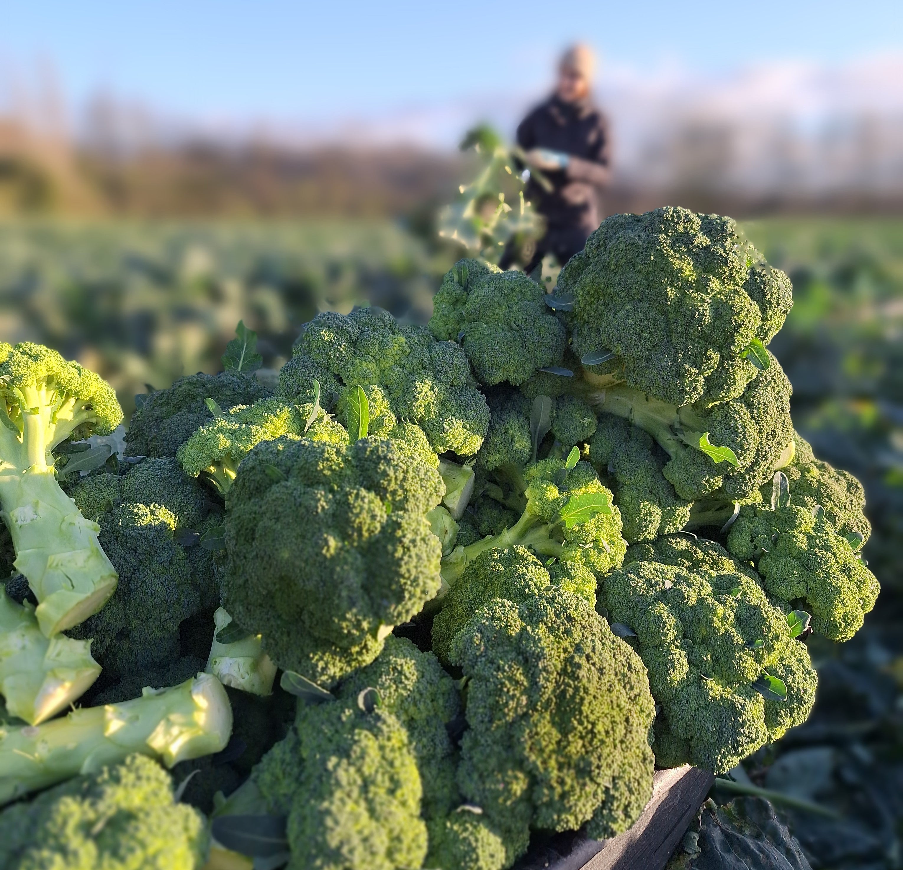 Winter Broccoli