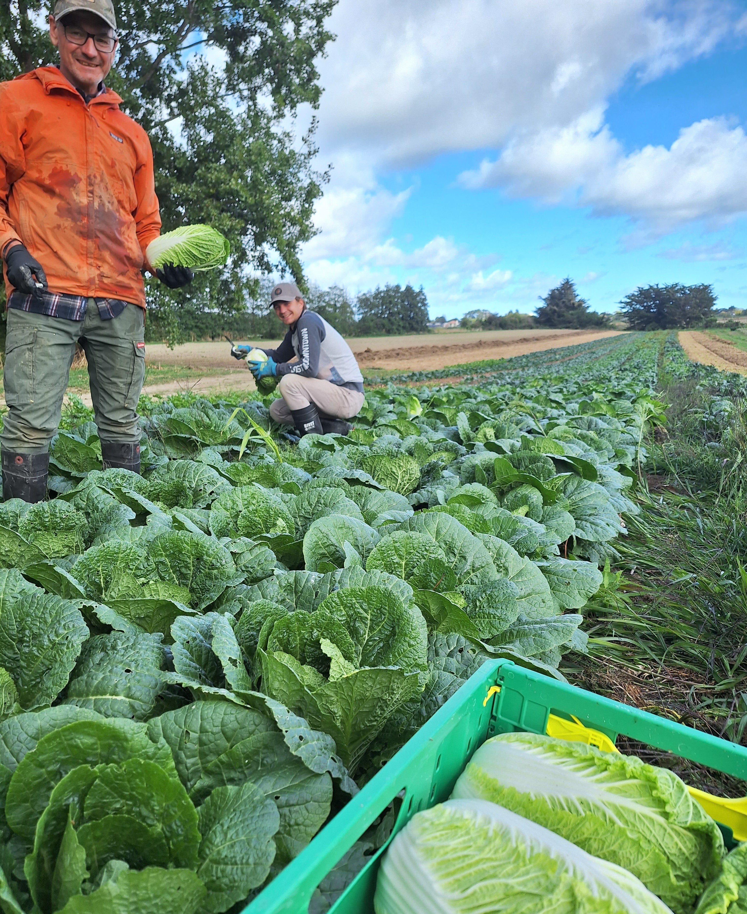 Organic Live2Give Wong Bok is Back!