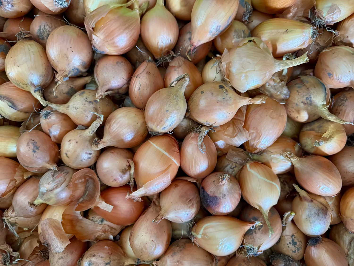 Palmy Organic Brown Onions - SMALL