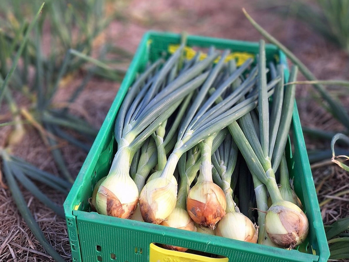 Live2Give Farm Organic Fresh Brown Onion Bunches - Each