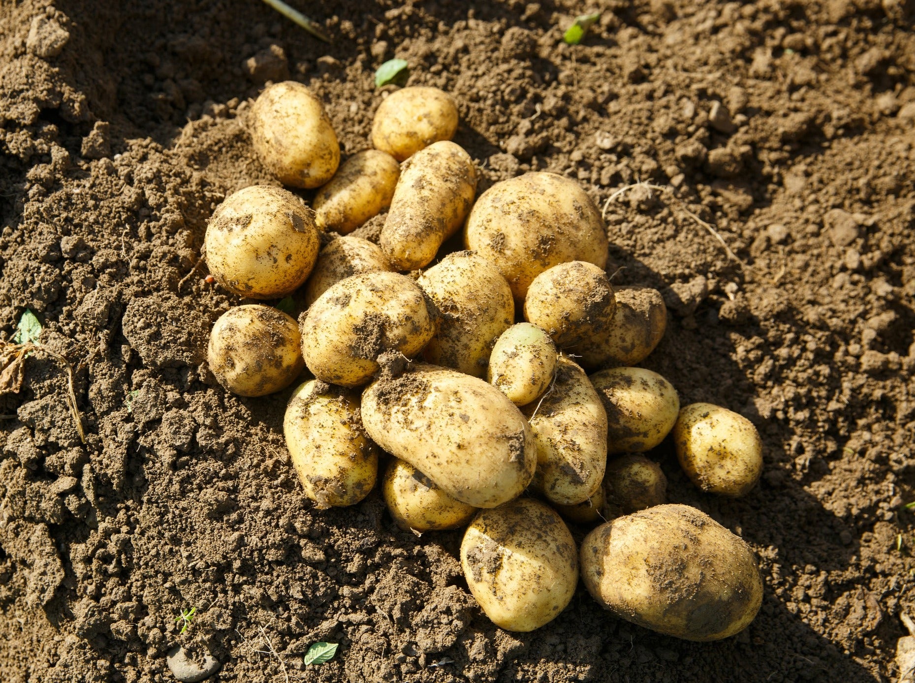 Streamside Organic Potatoes - Agria NEW SEASON