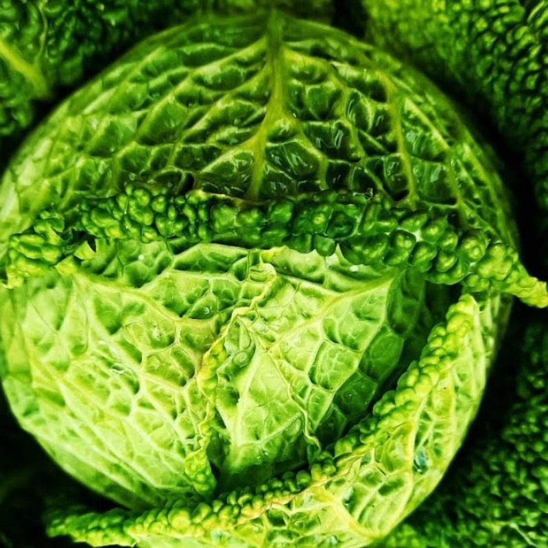 Organic savoy cabbage