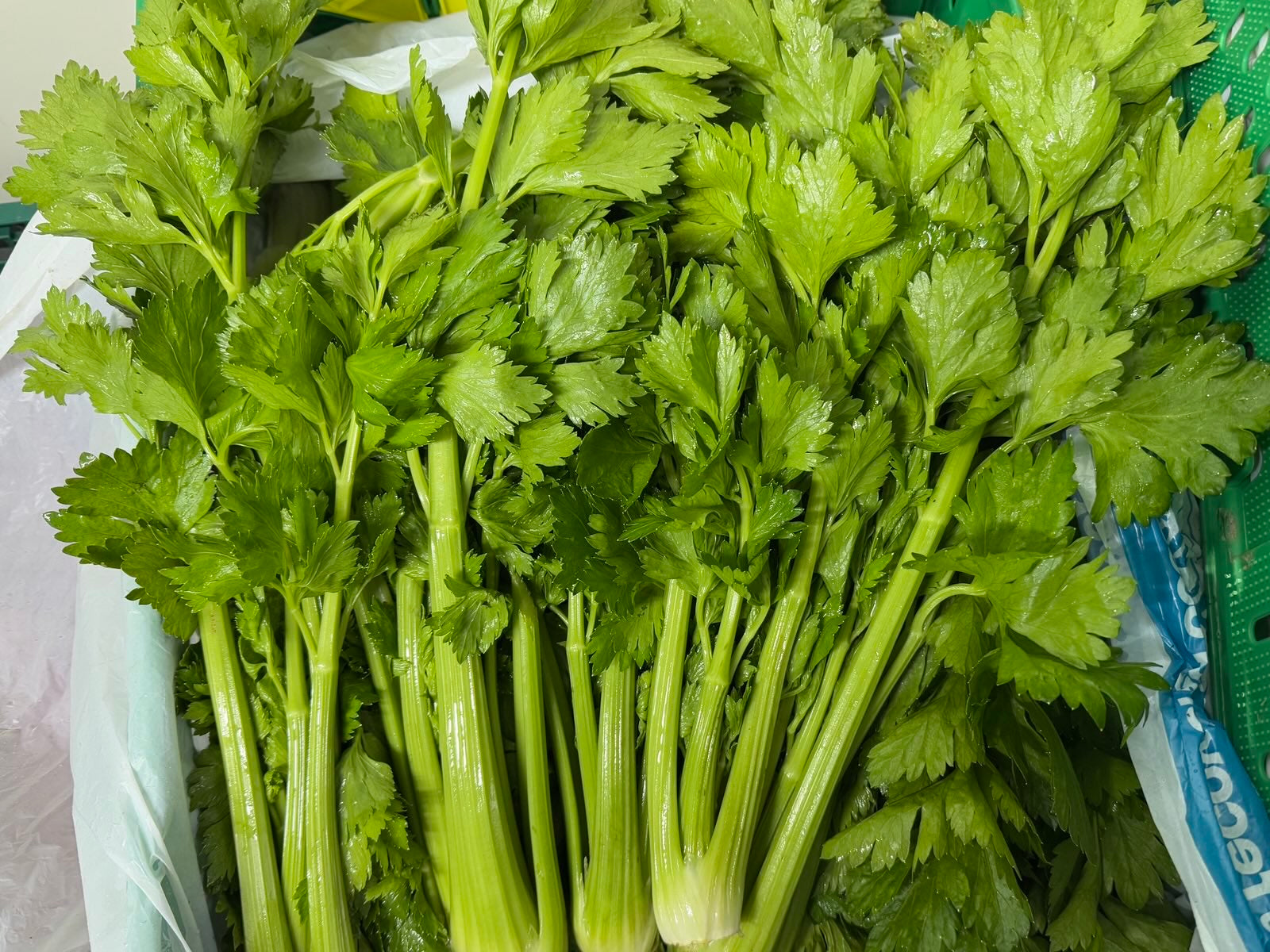 Live2Give Farm Organic Celery Stalks - Bunched
