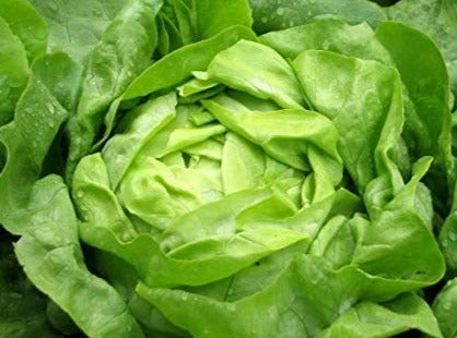 Live2Give Farm Organic Lettuce - Buttercrunch