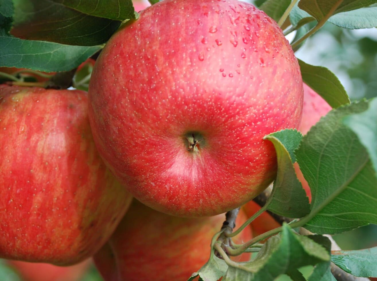 Hawke's Bay Organic Apples - Honey Crisp JUMBO