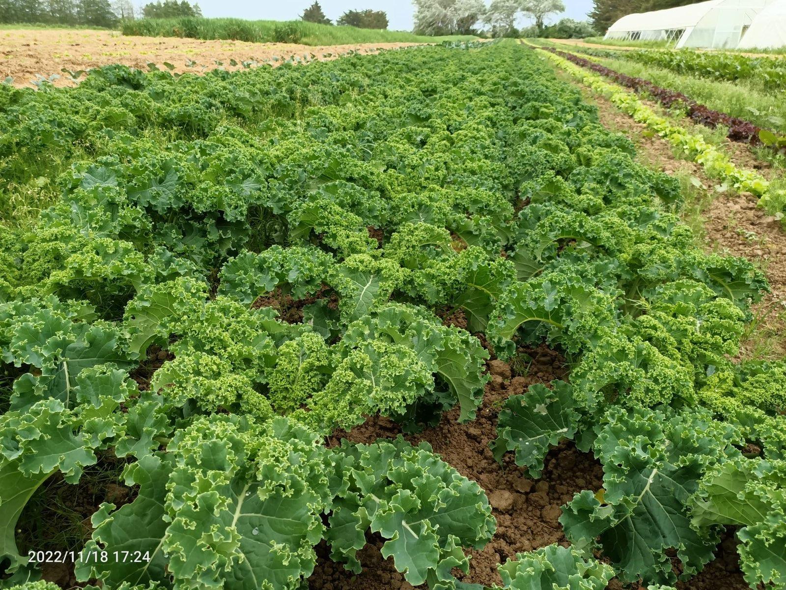 Live2Give Farm Organic Curly Kale