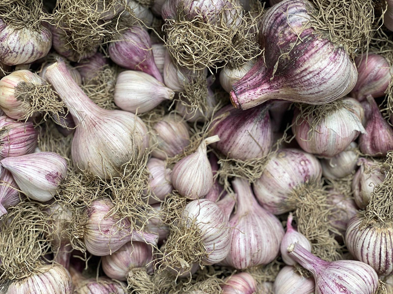 NZ Organic Garlic