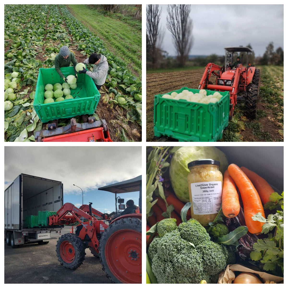 Cold Season, Cabbage Season | live2give Organics
