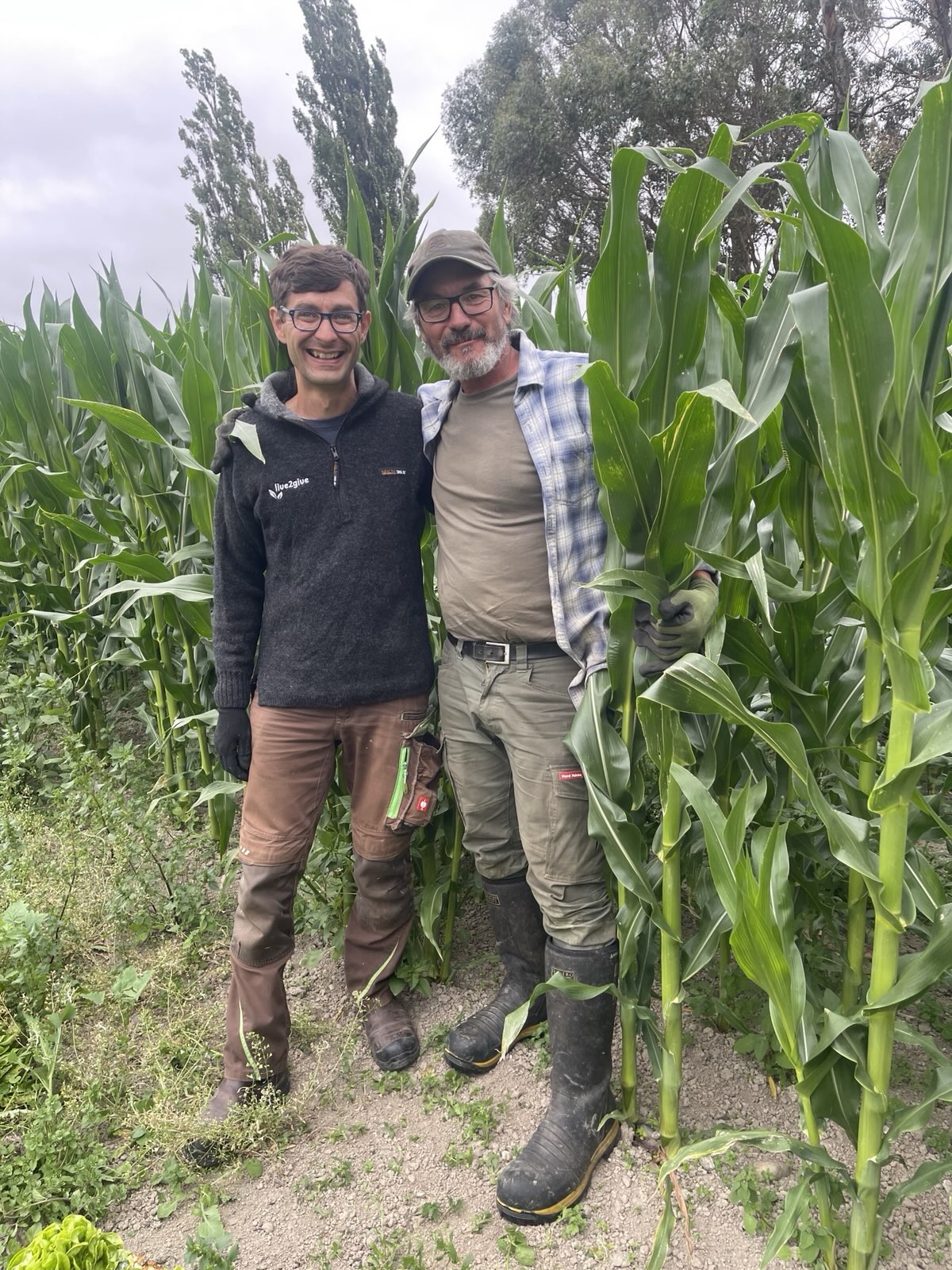 Summer Cover Crop is Ready!