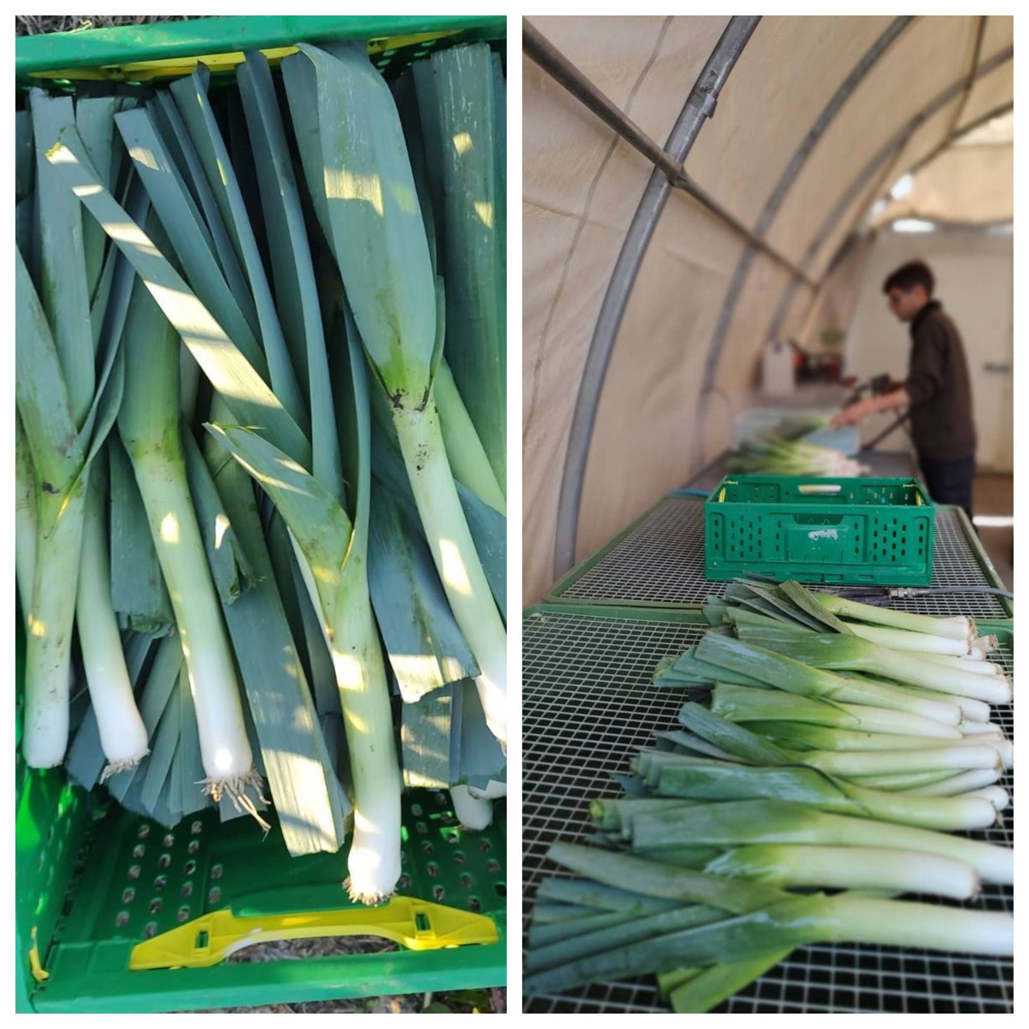 First Live2Give Leeks!