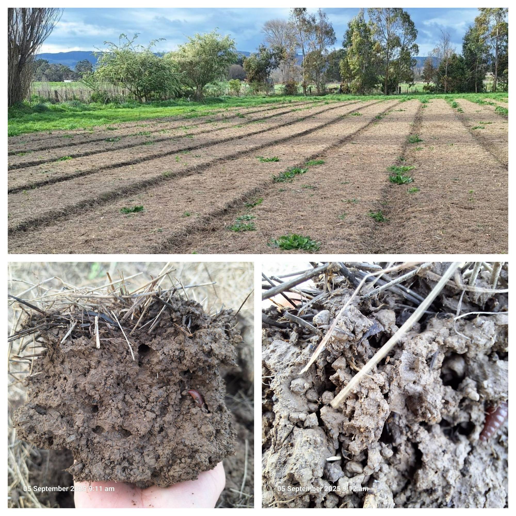 Don't Kill them + Feed them = Abundance of Earthworms 🪱