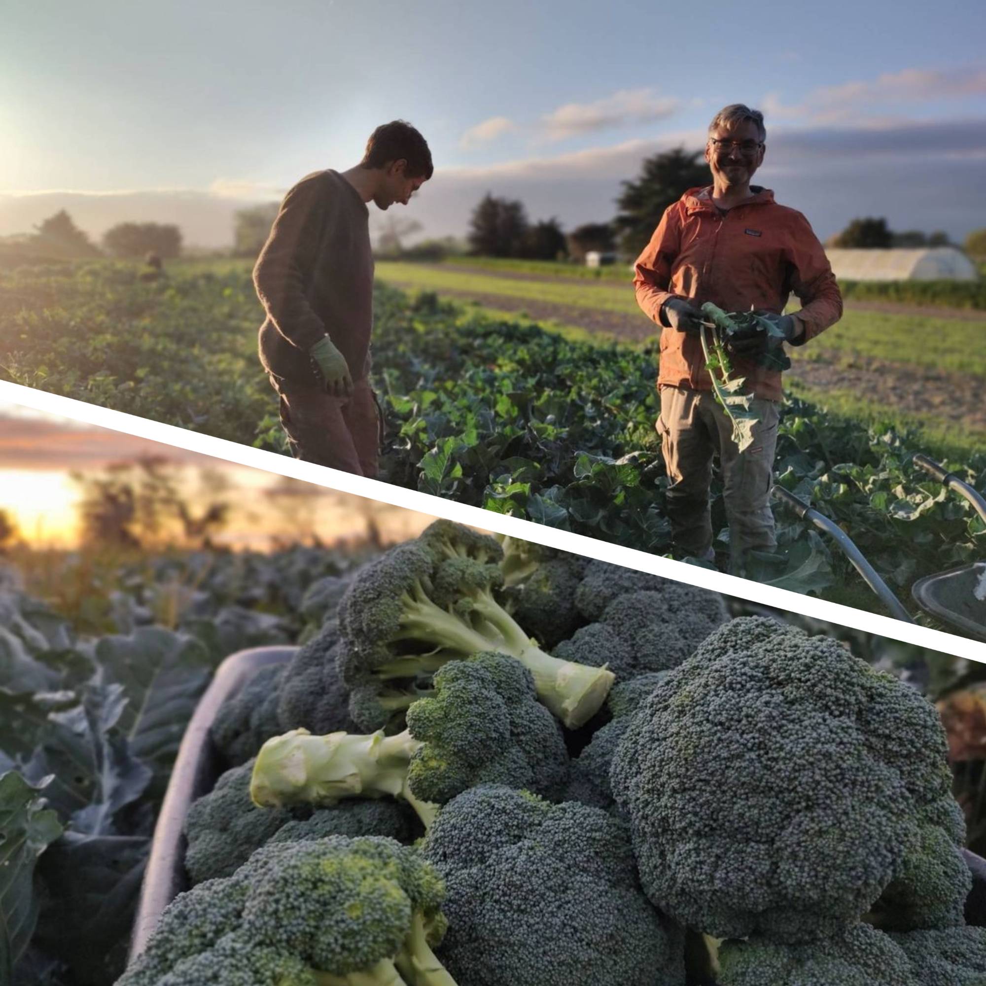 Evening Broccoli Harvest!