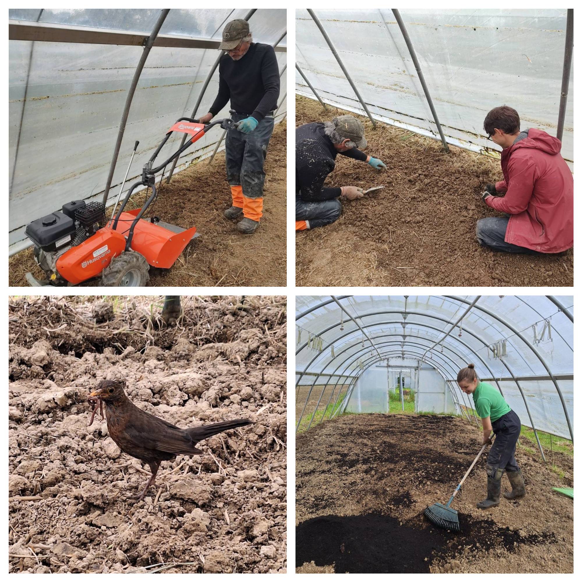 Cucumbers are in the Ground!