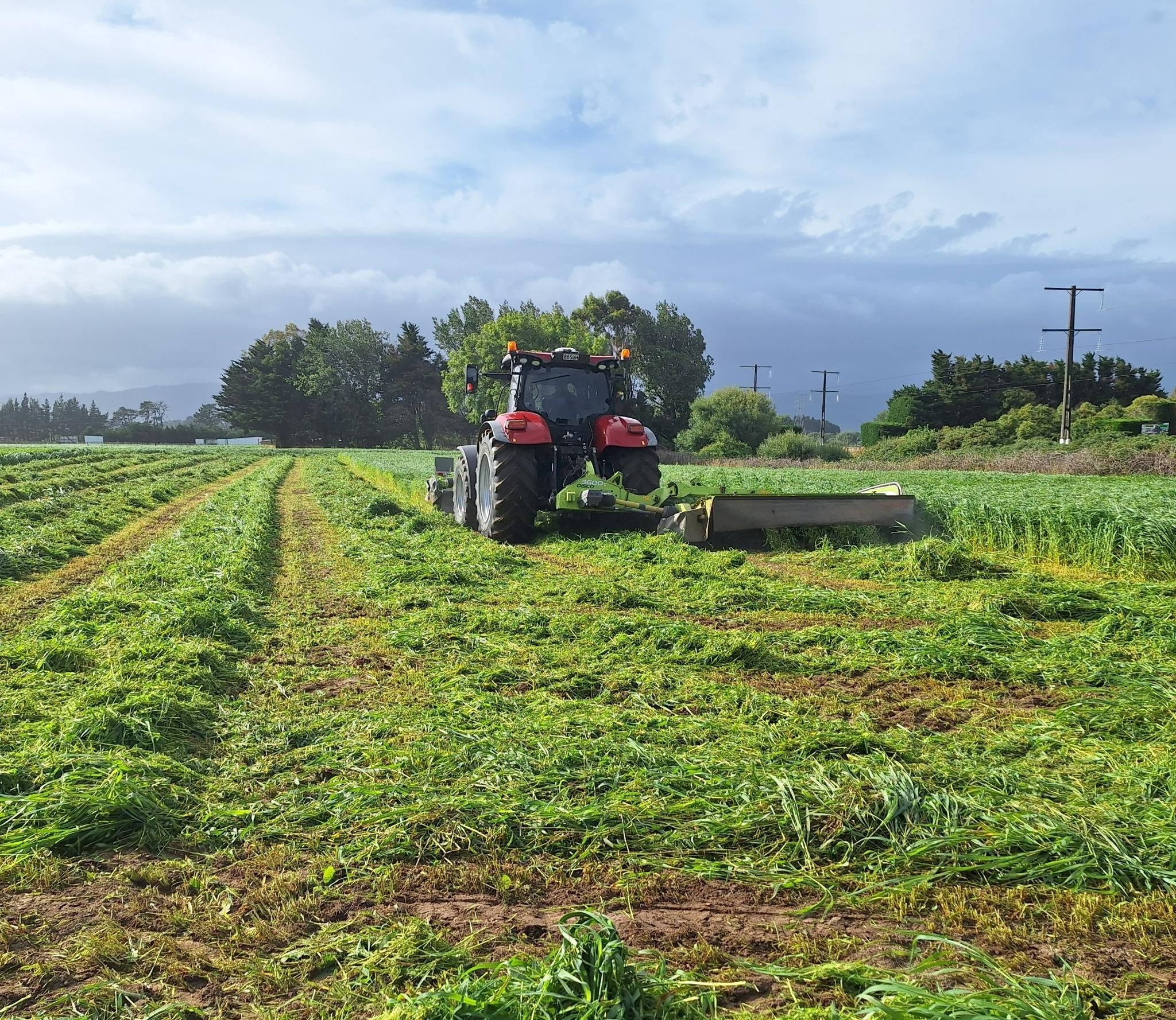 Millet Cover Crop is Terminated!