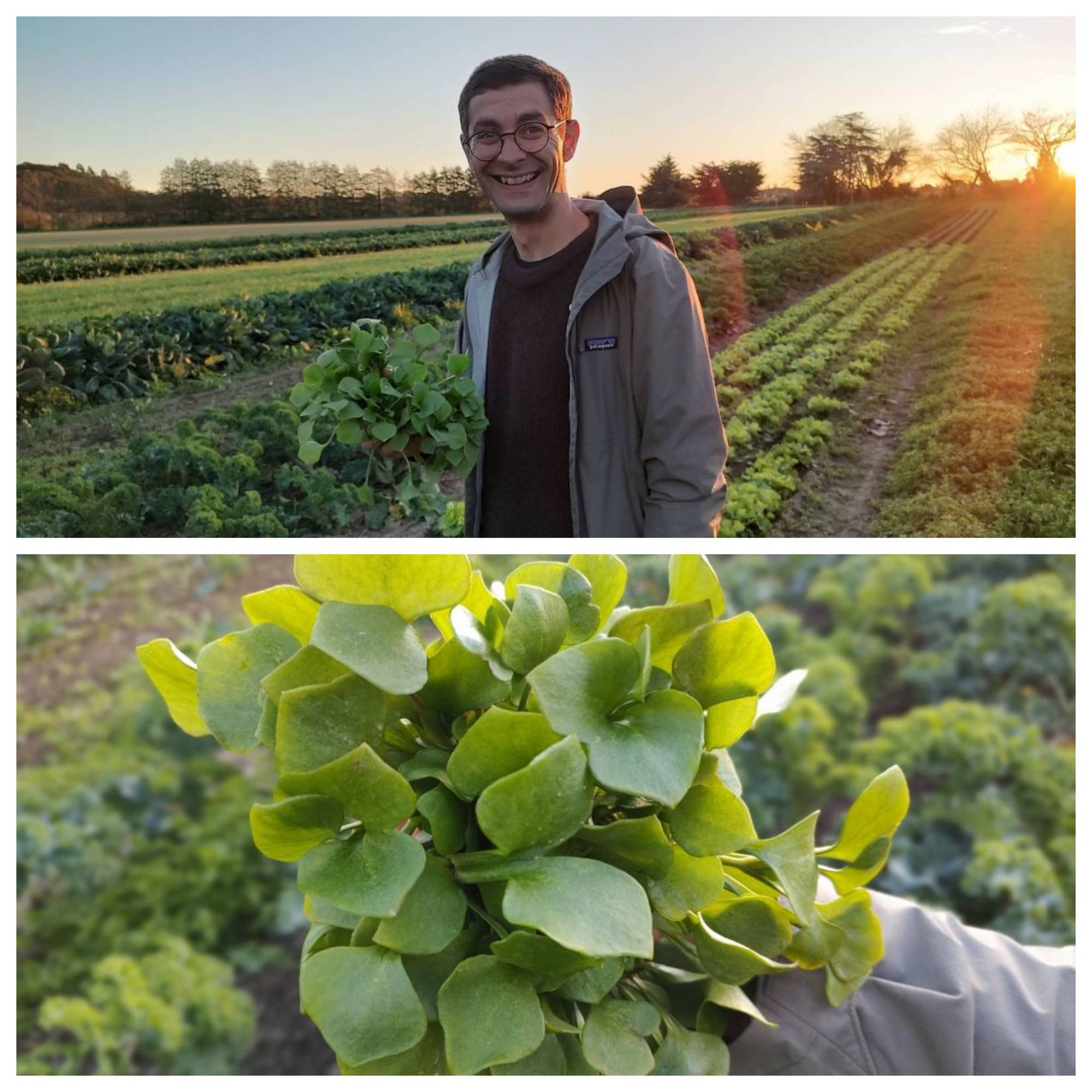 Miner's Lettuce