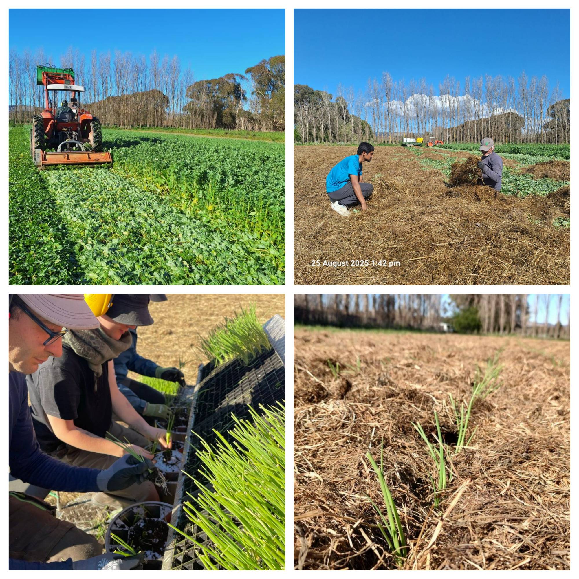 Onions are in the Ground!