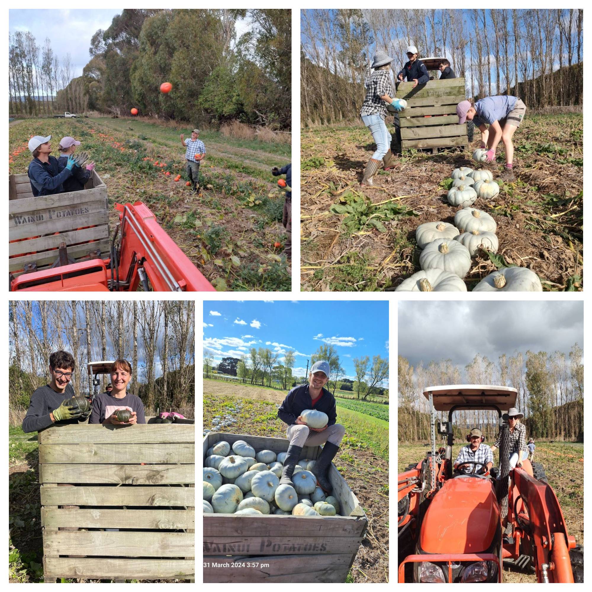 Pumpkin Harvest Time!