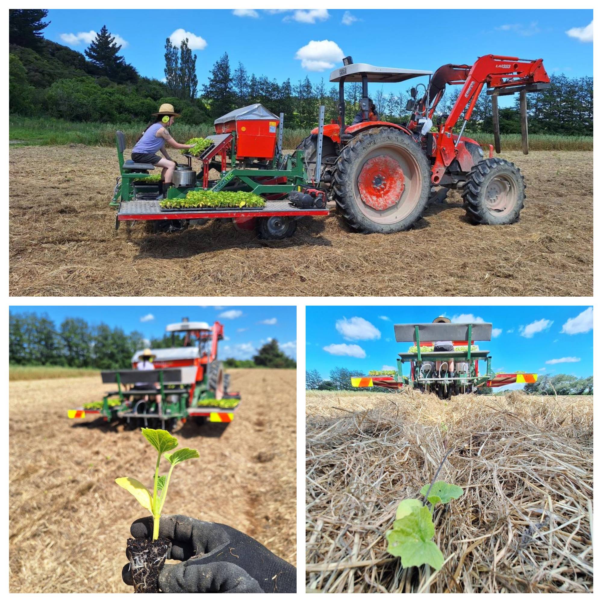 Pumpkins & Zucchini are in the Ground! Yay!