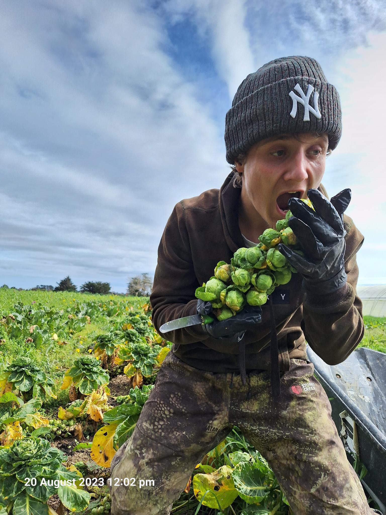 Brussel Sprouts Time!