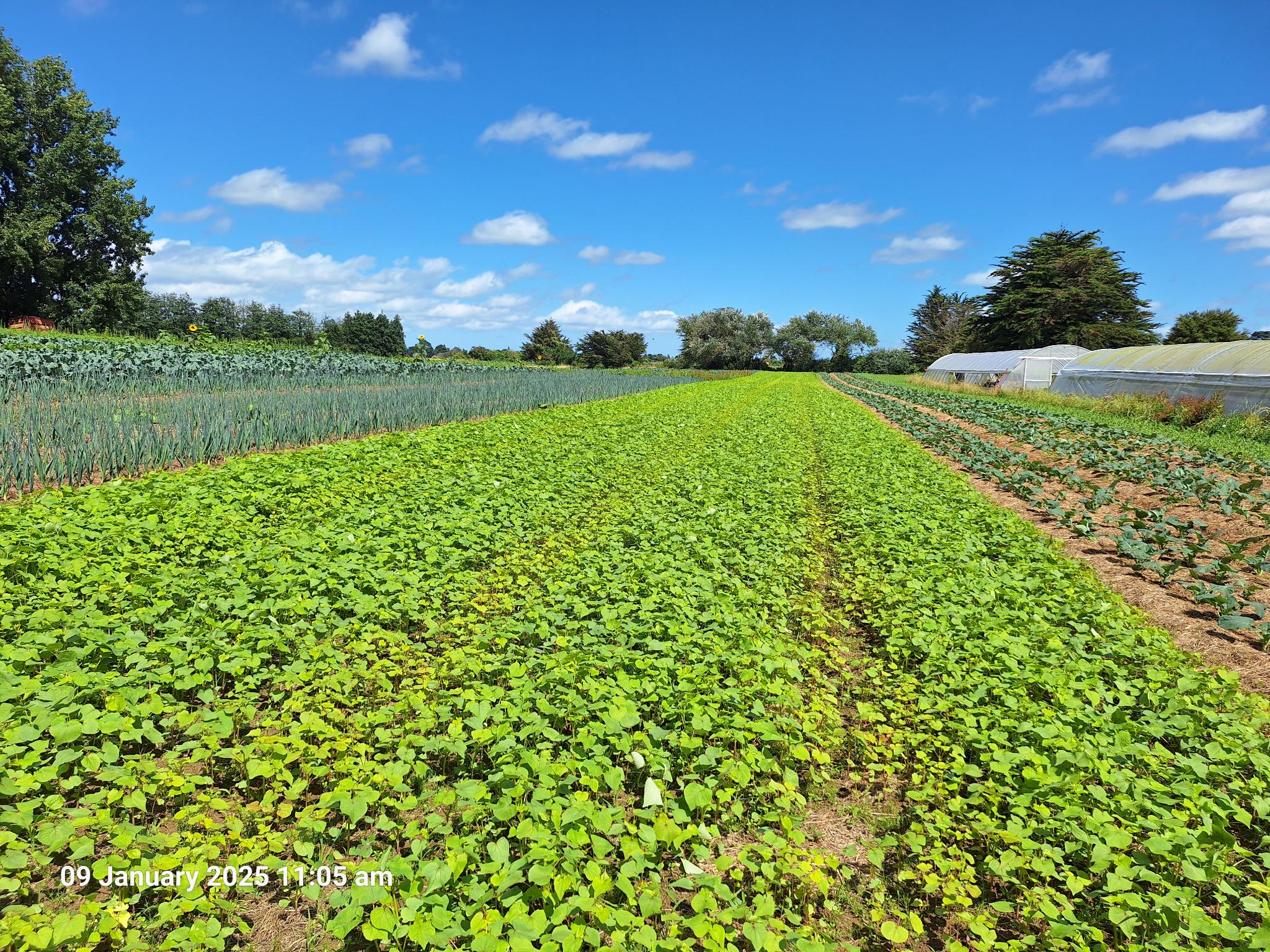 Cover Crop Update