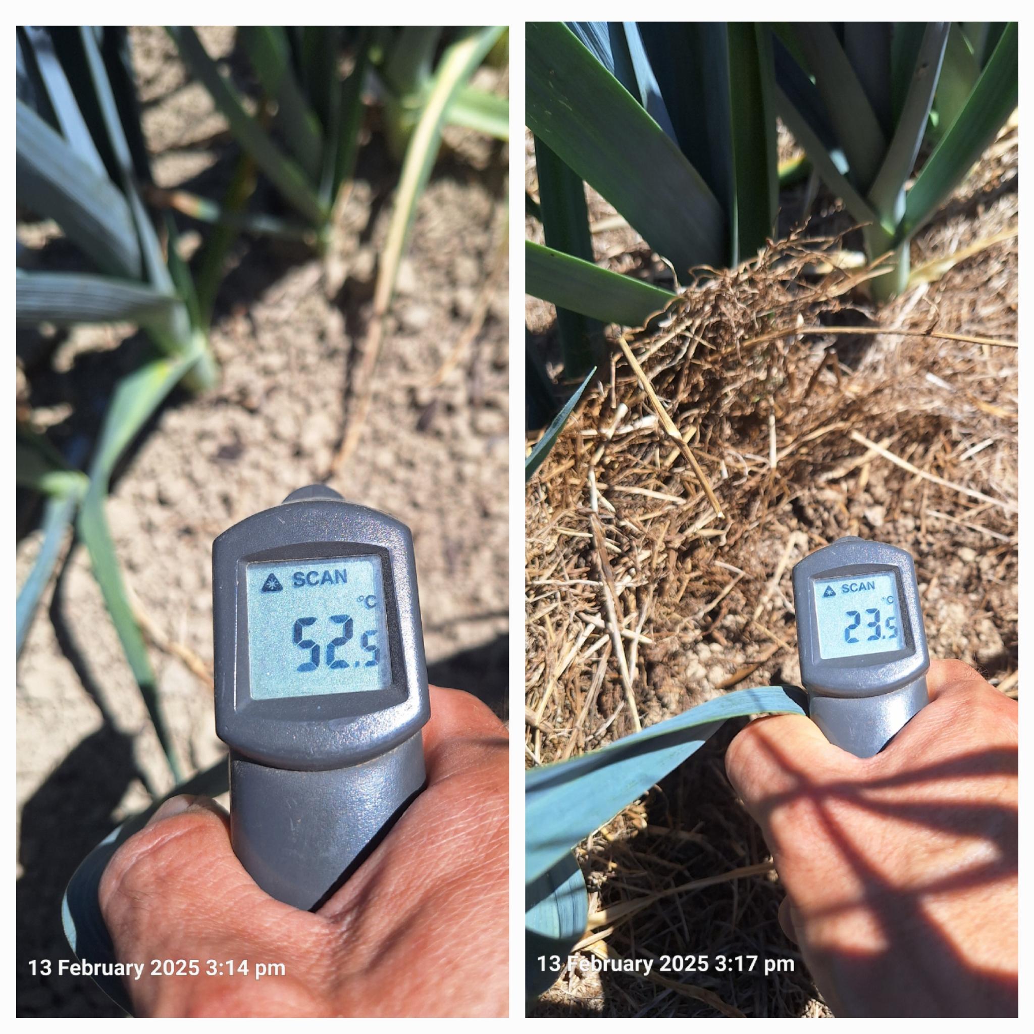 Mulch and Temperature Regulation