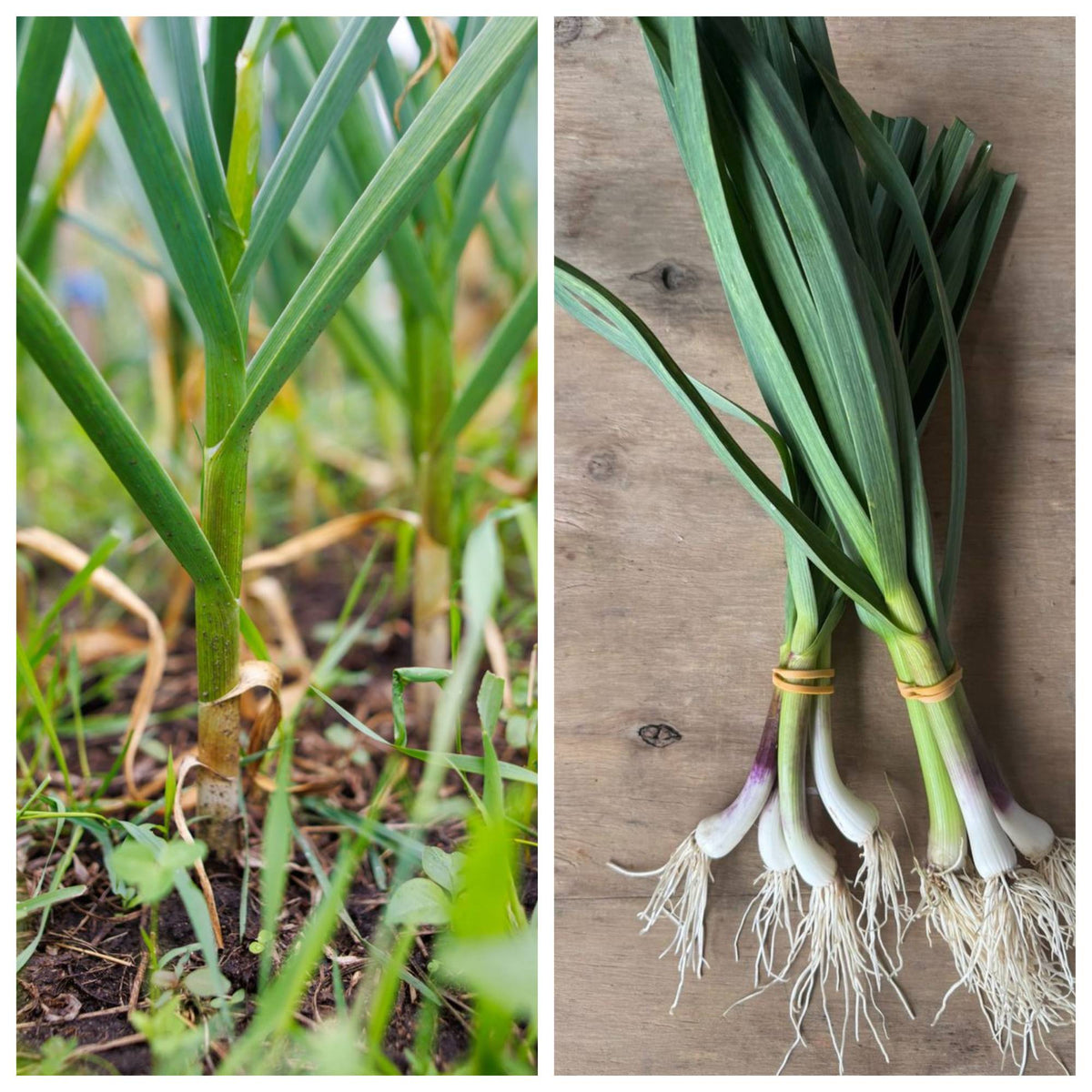 Spring Garlic – Fresh from our Farm | live2give Organics