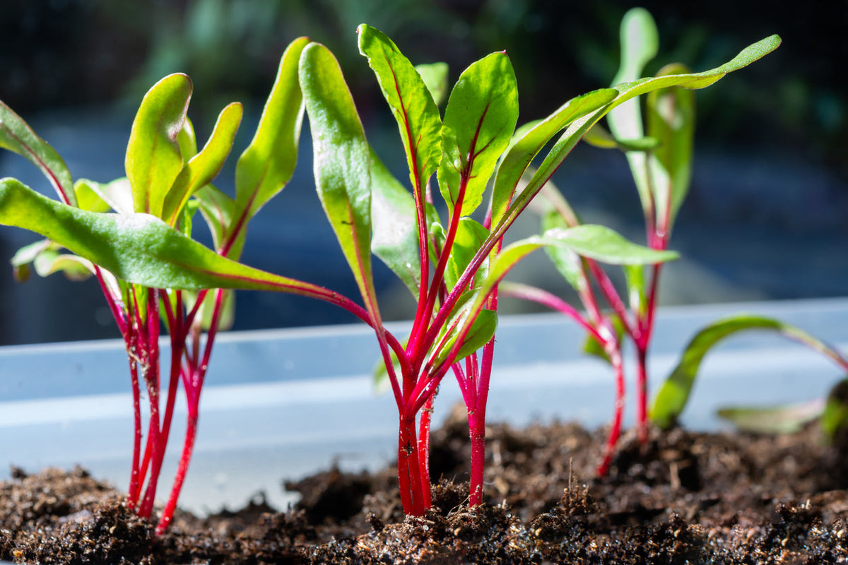 Organic Seedlings