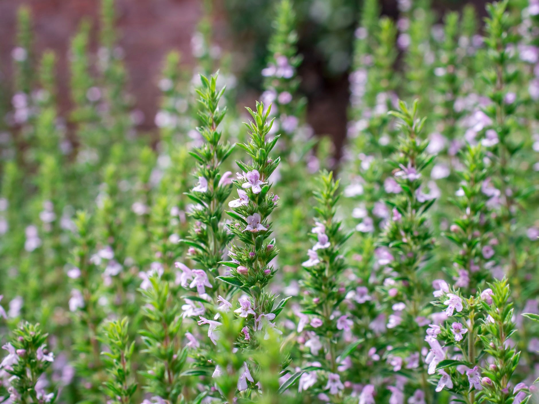 Organic Fresh Culinary Herbs