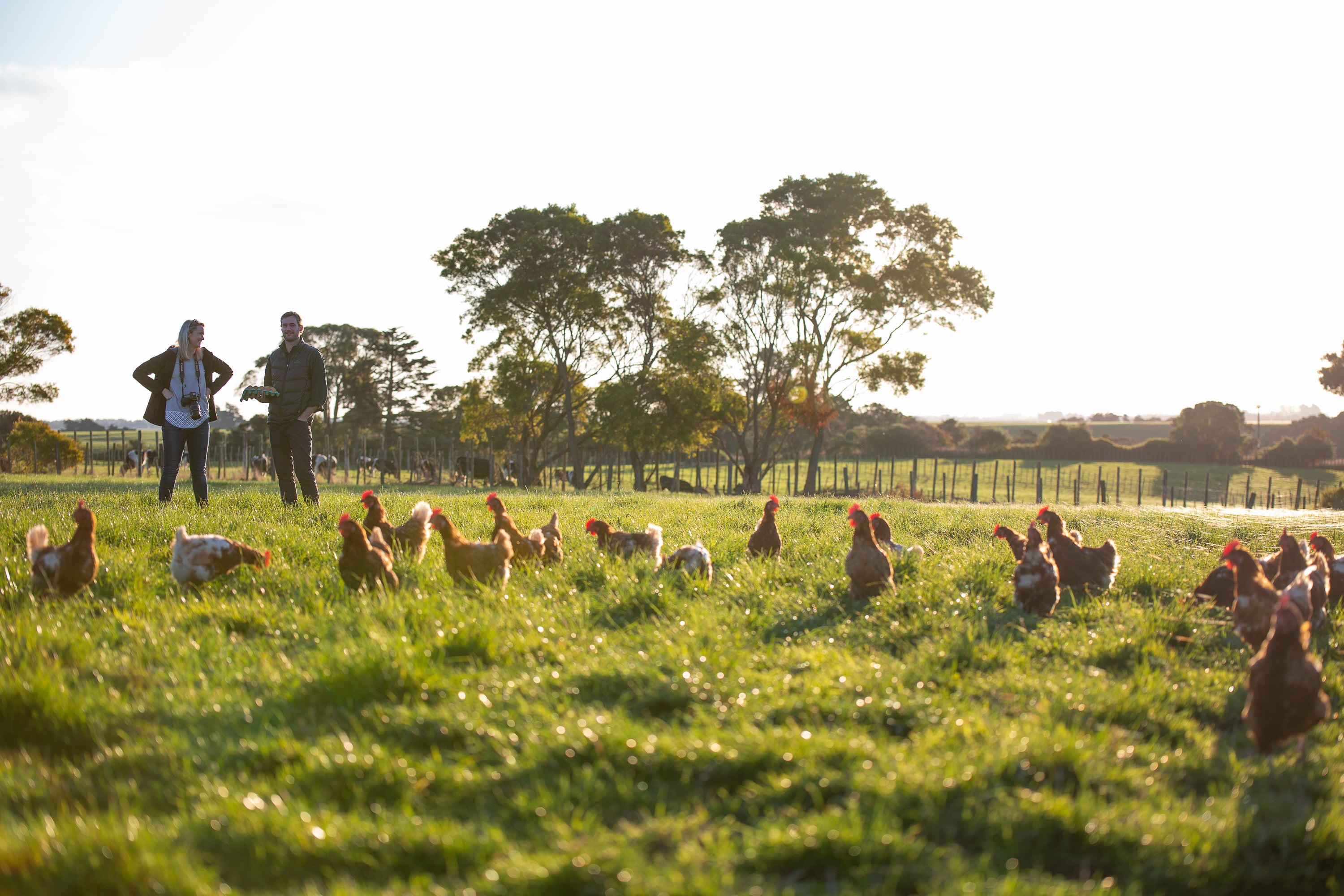 Manawatu Organic Free Range Eggs - 30 TRAY (Truck delivery or pickup only)