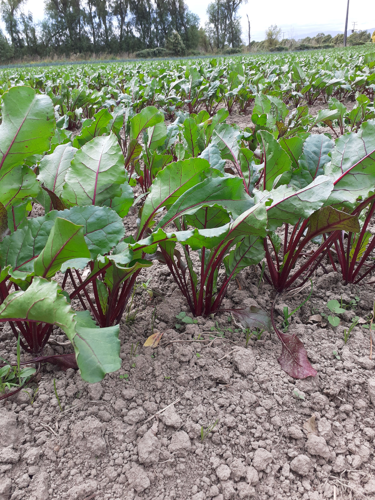 Organic Beetroot Seedlings - 8 pack bundle