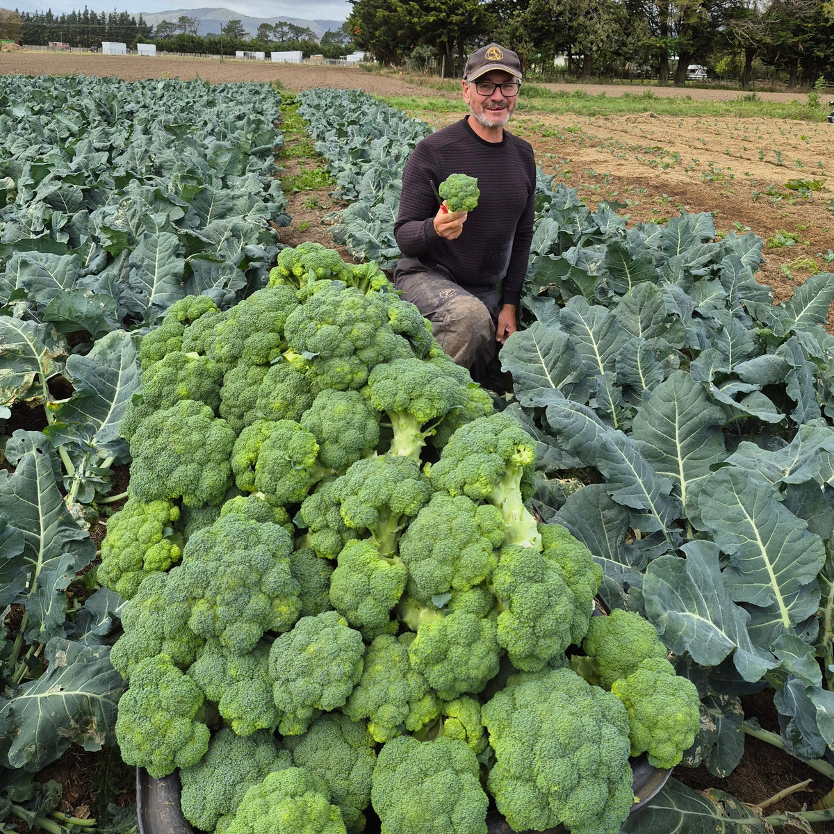Organic Broccoli Seedlings - 8 pack bundle