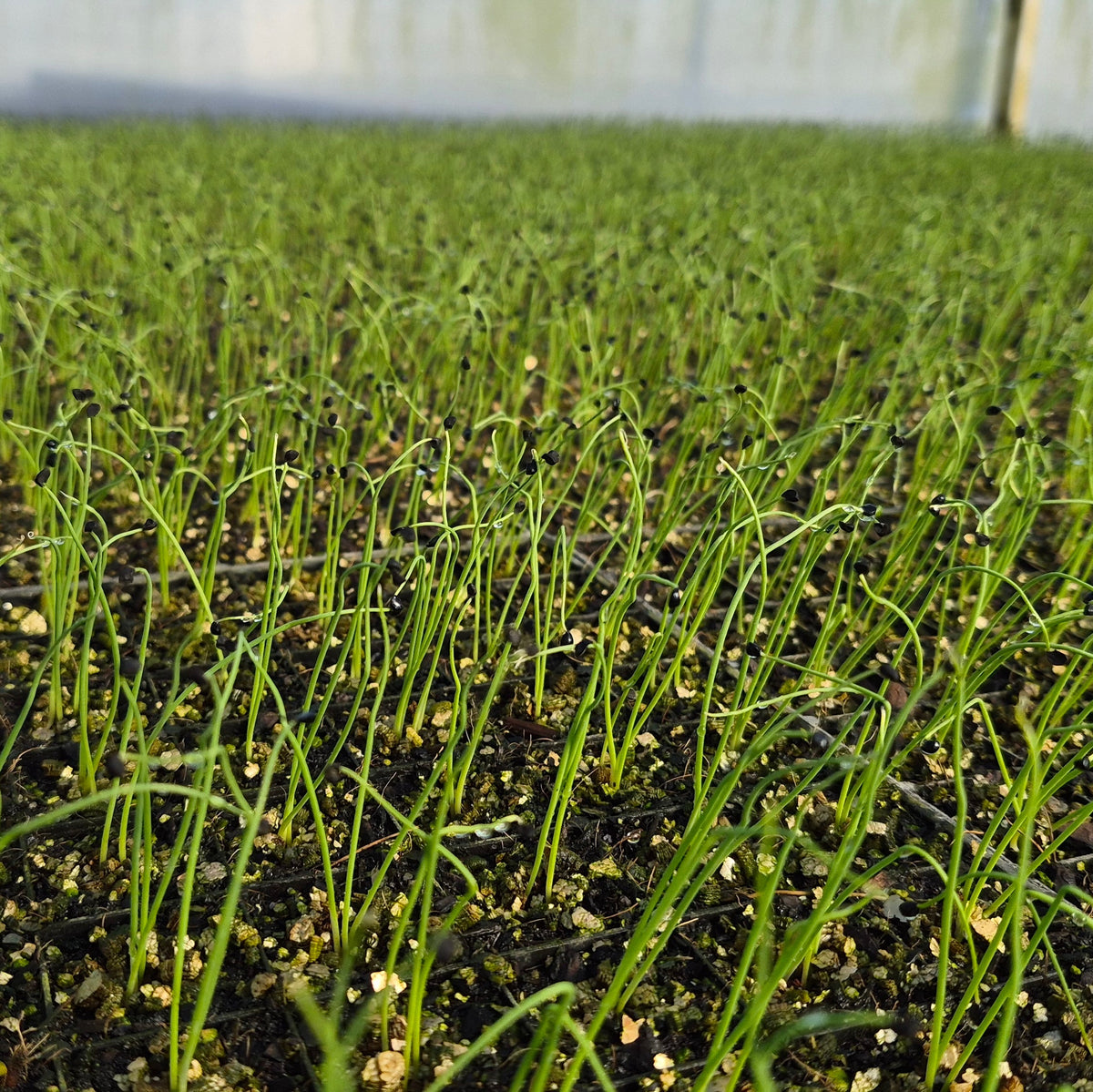 Organic Chives Seedlings - 10 cm pot