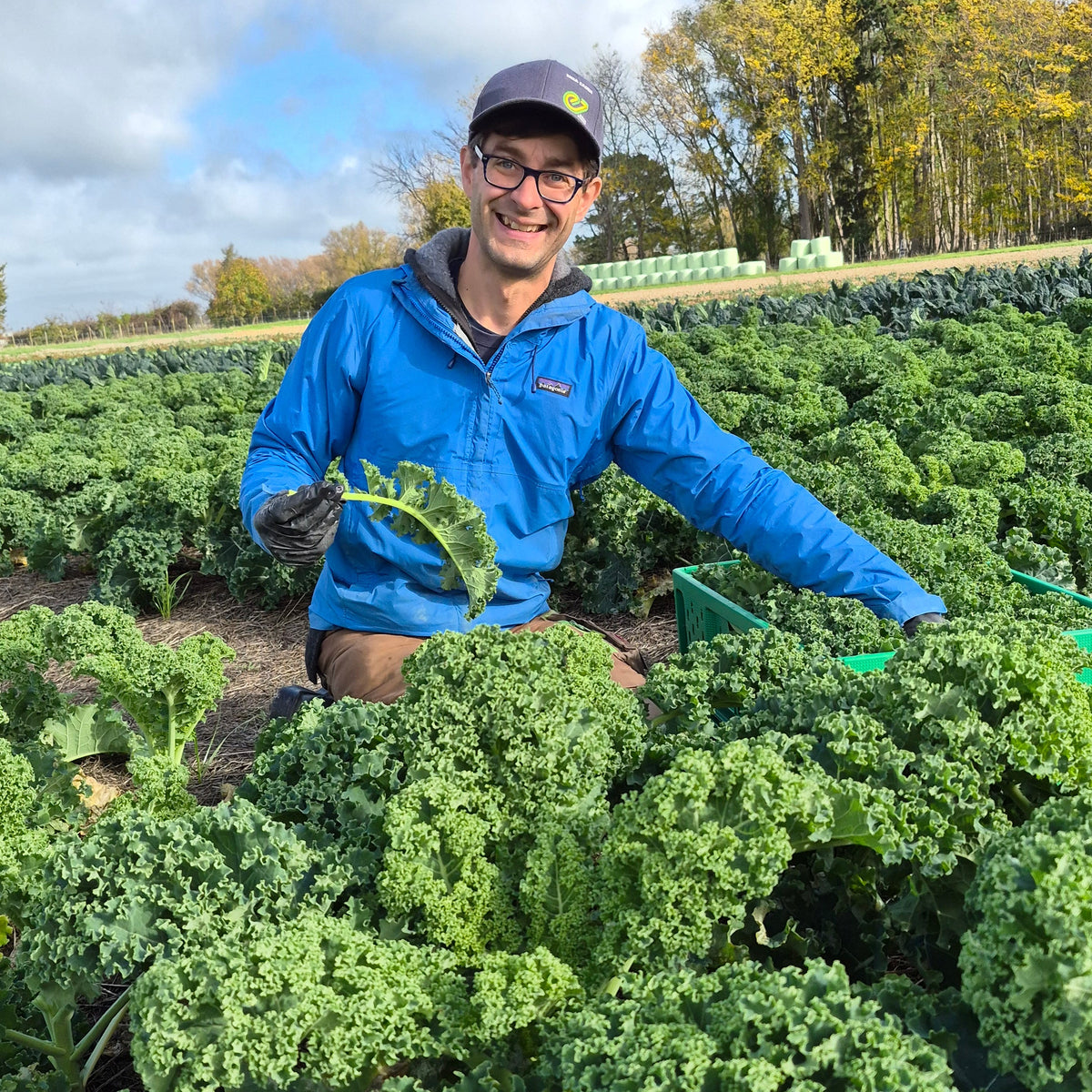 Organic Kale Seedlings - 8 pack bundle