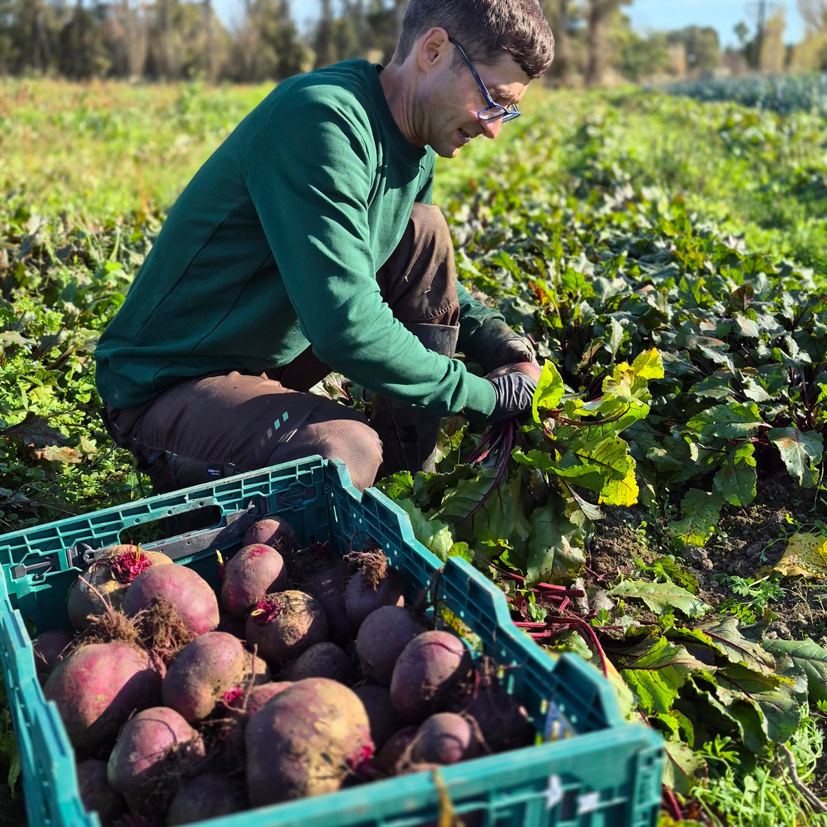 Organic Beetroot Seedlings - 8 pack bundle