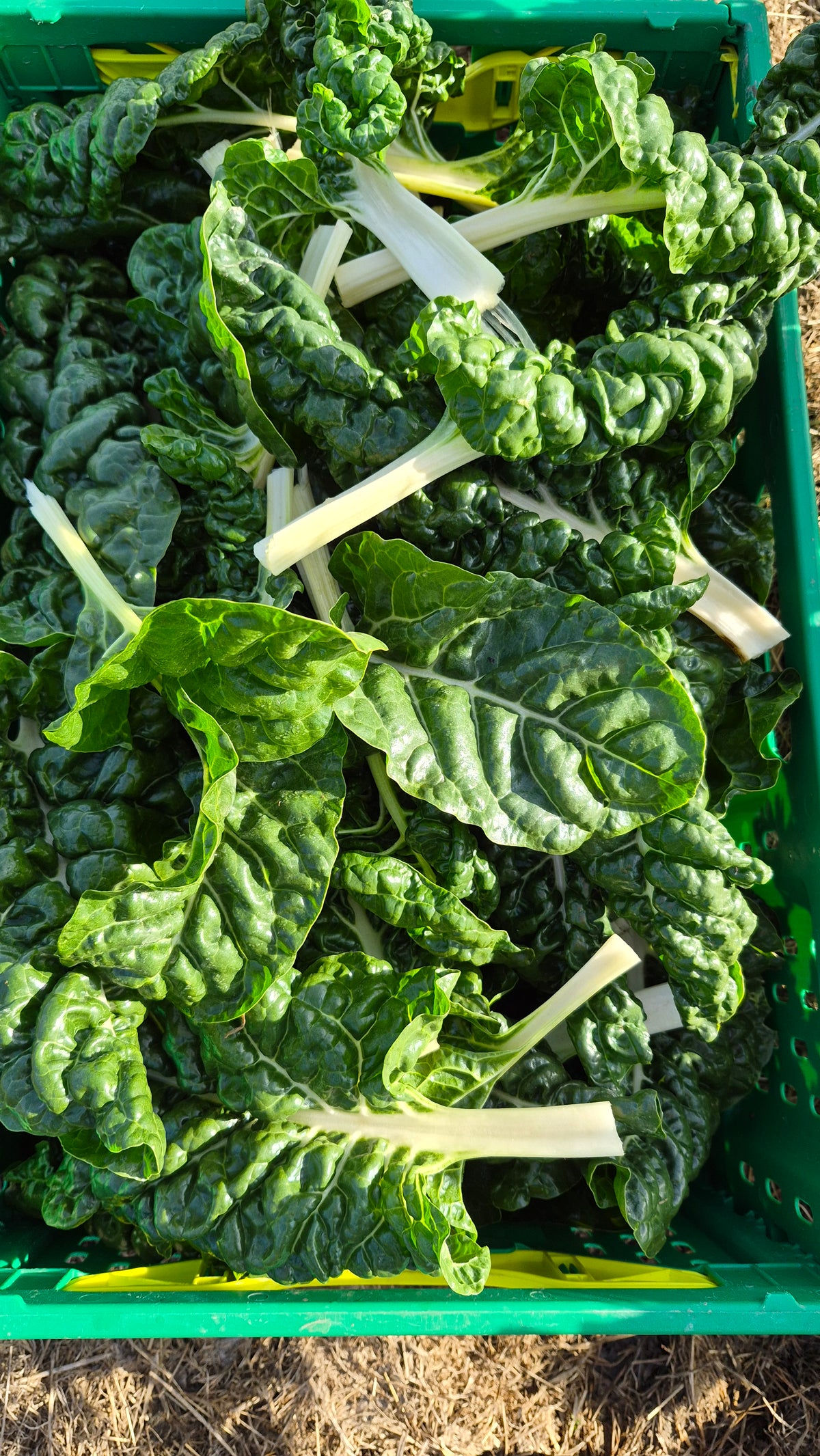 Organic Silverbeet Seedlings - 8 pack bundle