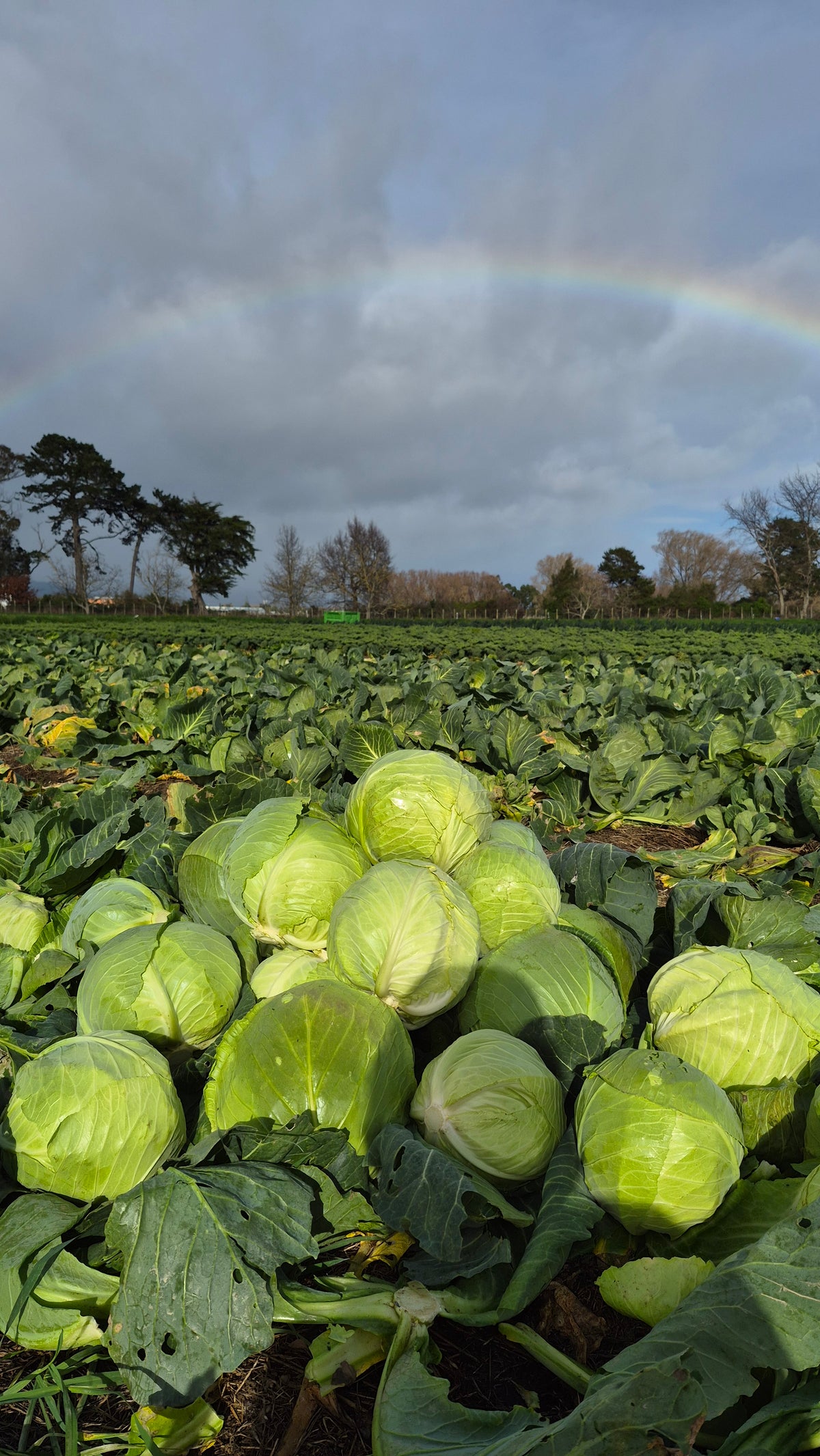 Organic Cabbage Green Seedlings - 8 pack bundle