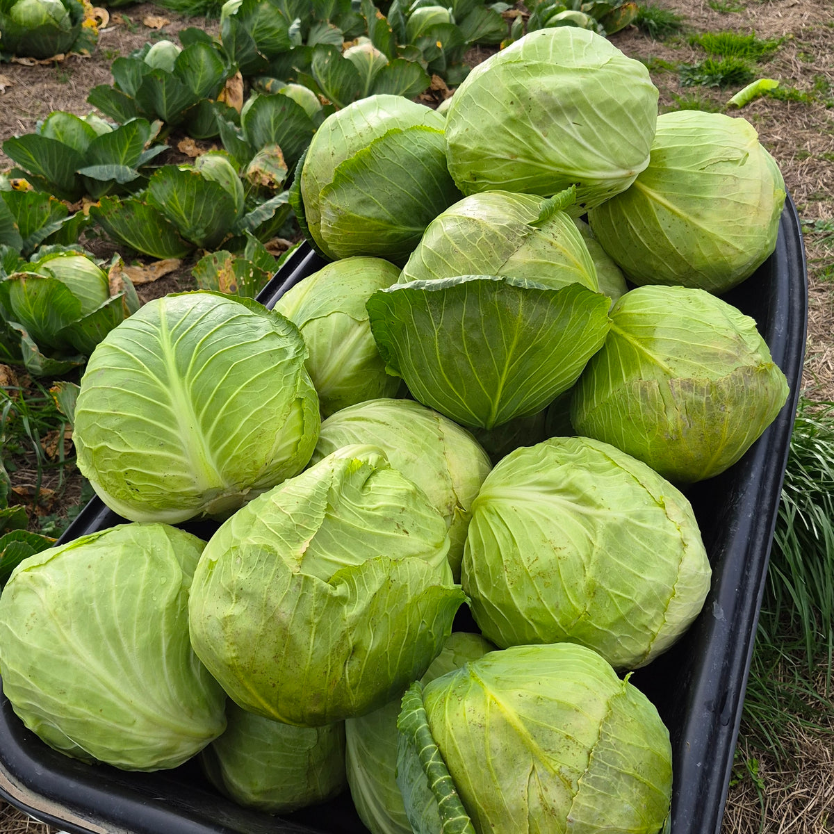 Organic Green Cabbage Seedlings - 8 pack bundle