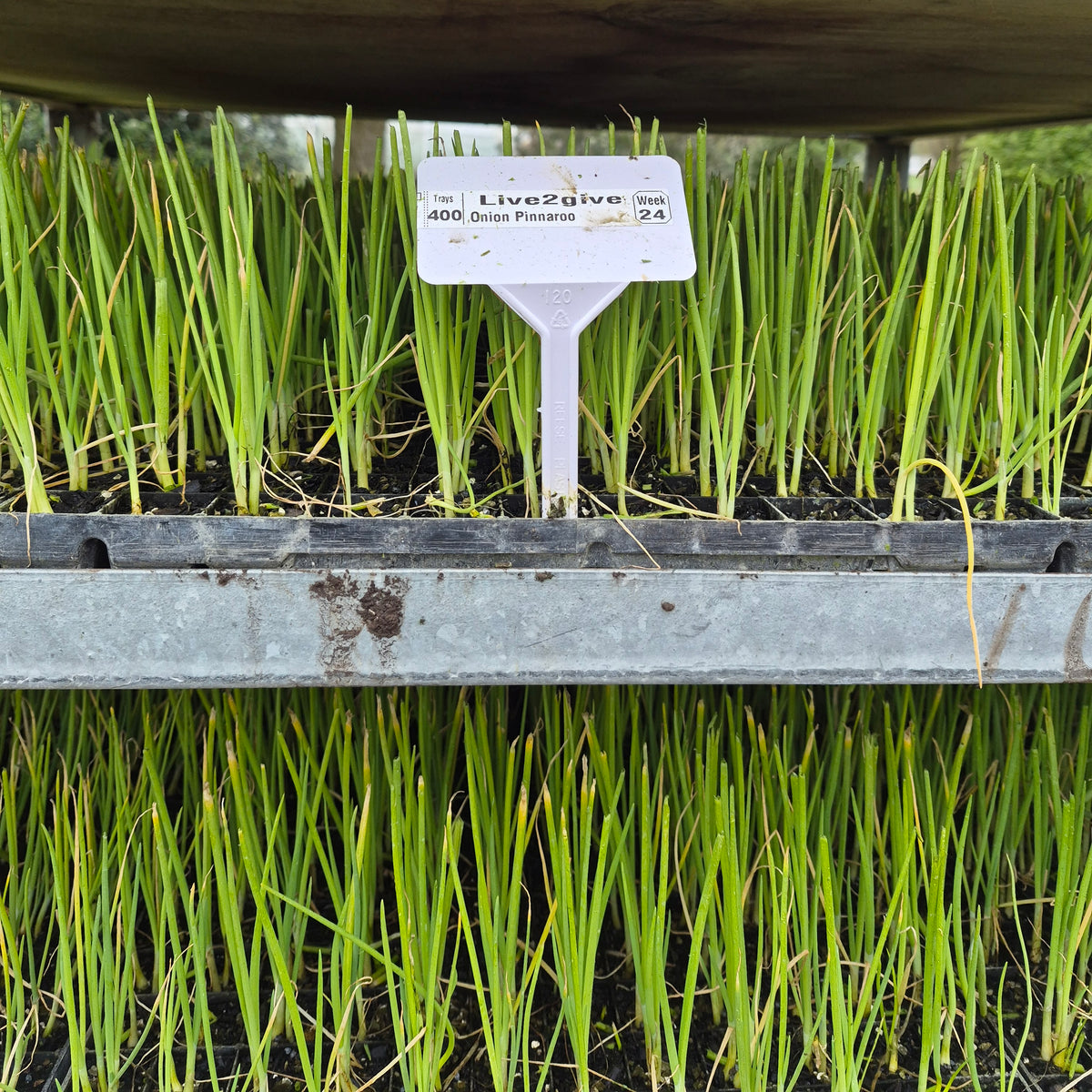 Organic Spring Onion Seedlings - 8 pack bundle