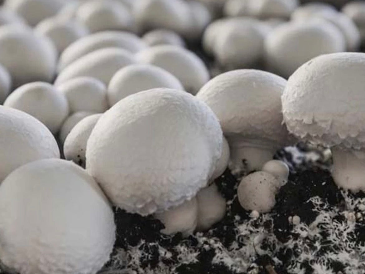 SHARING NZ Organic Mushrooms - White Button 330 g