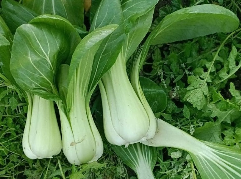 Streamside Organic Pak Choi - Bunch